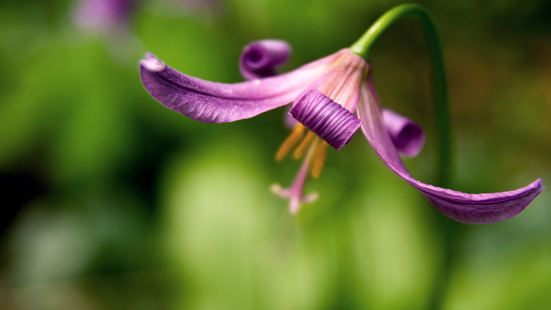 Красивый цветок