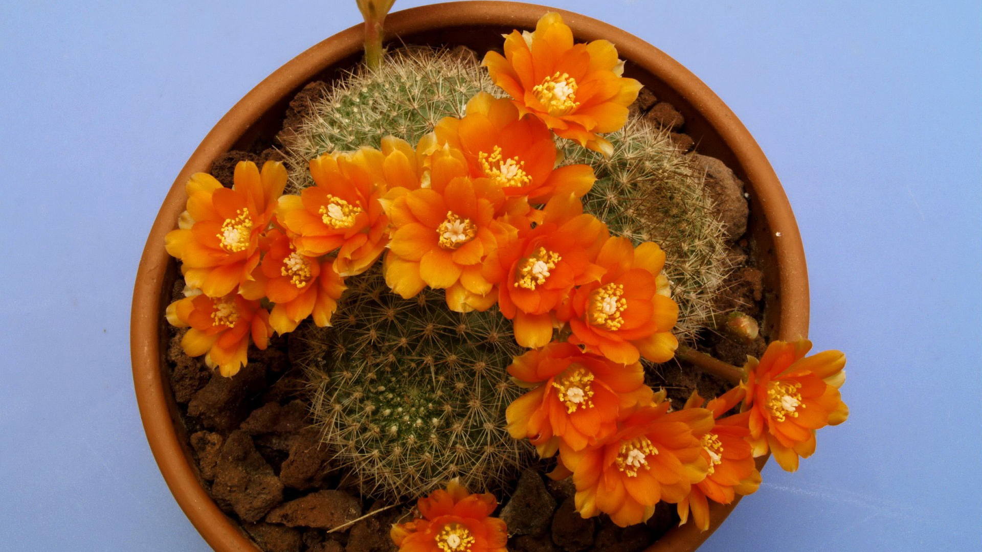 Кактус цветущий