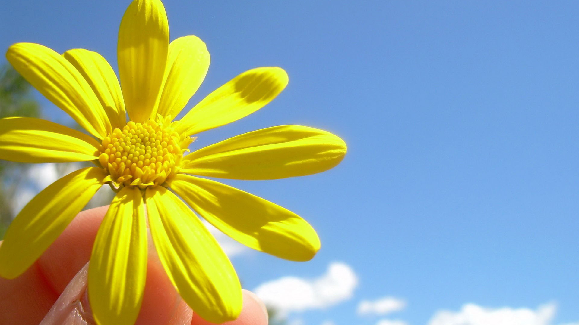 Солнечный цветок