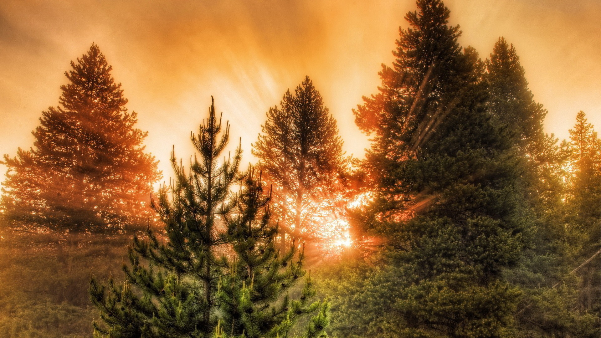 Хвойный лес