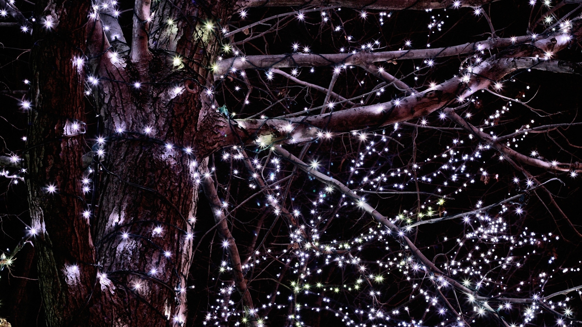 Гирлянды на дереве