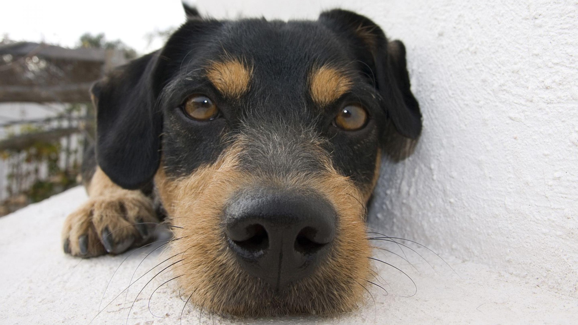 Веселая собачка