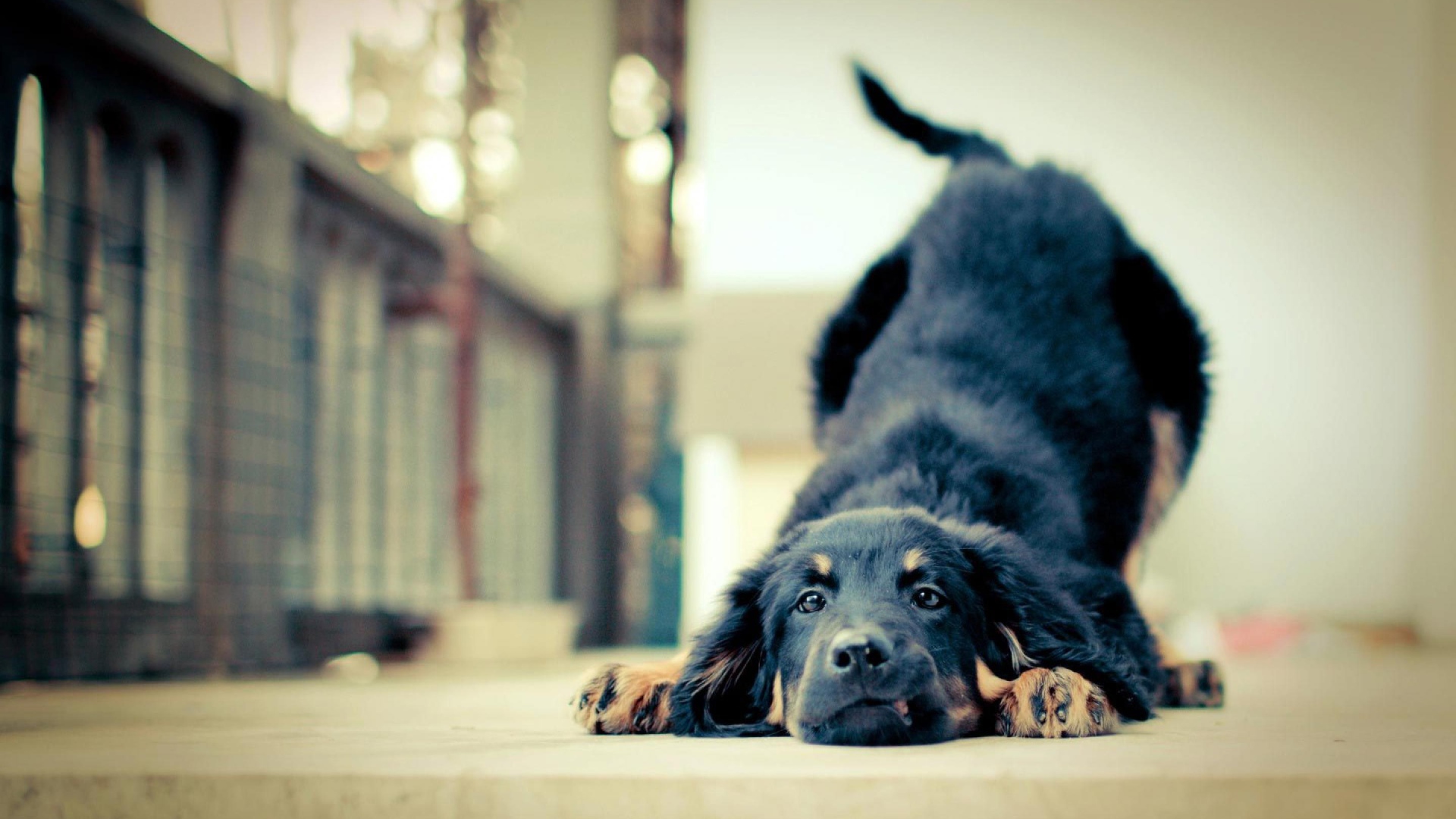 Игривая собака