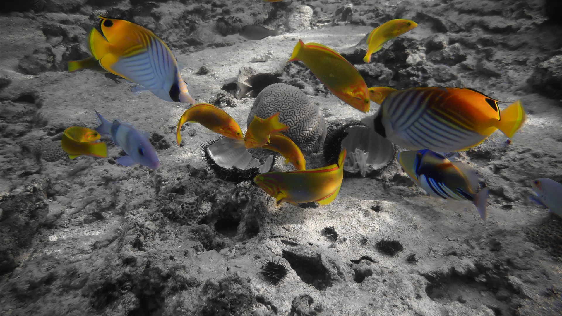 Раротонга под водой