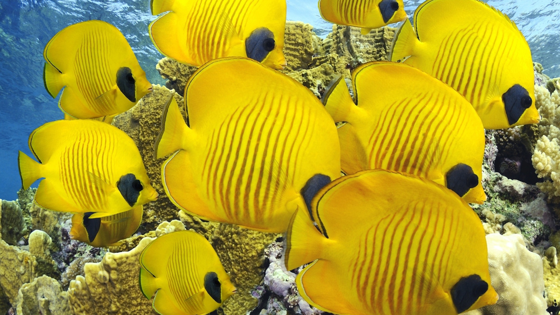 Мир под водой