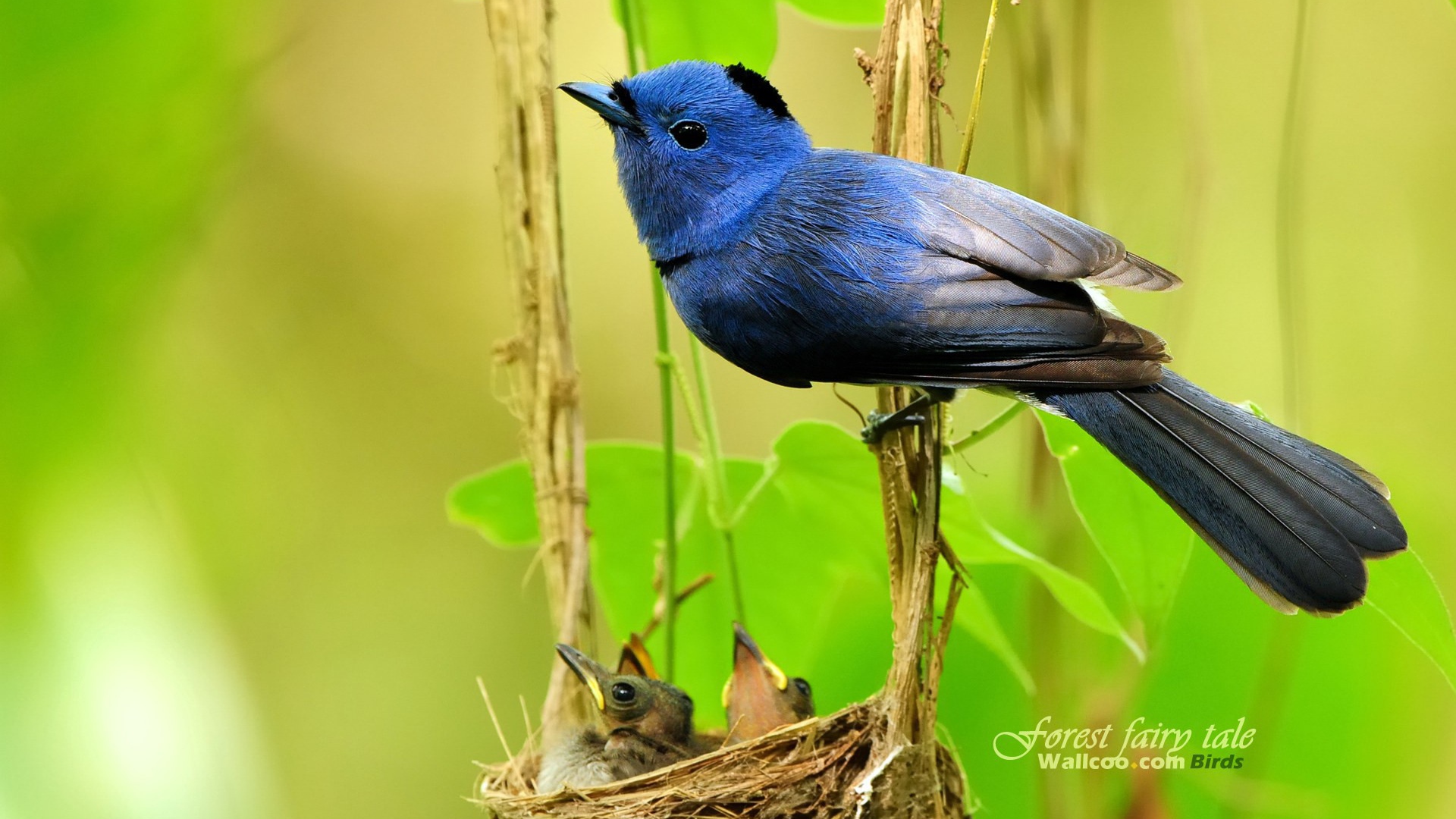 	 Синяя Мухоловка у гнезда