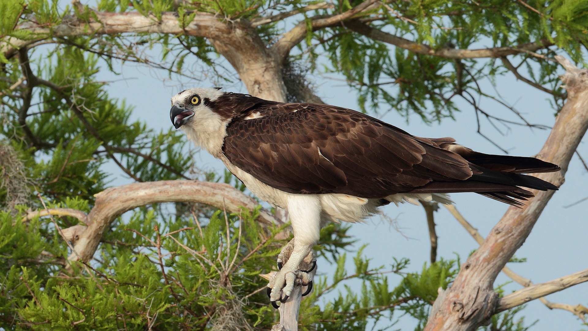 Орел сидит на дереве