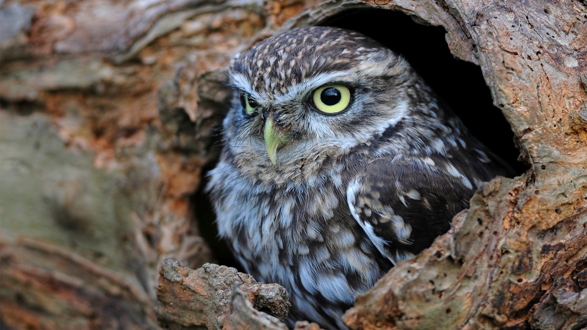 Сова сидит в дупле