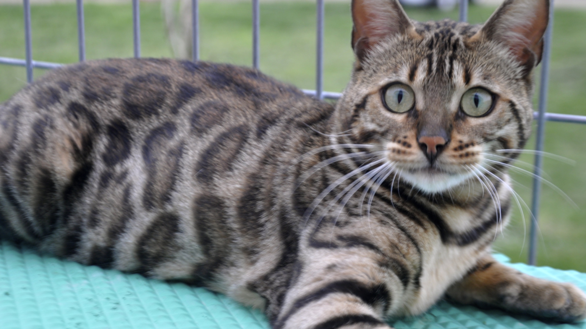 Красивый серебристый бенгальский кот