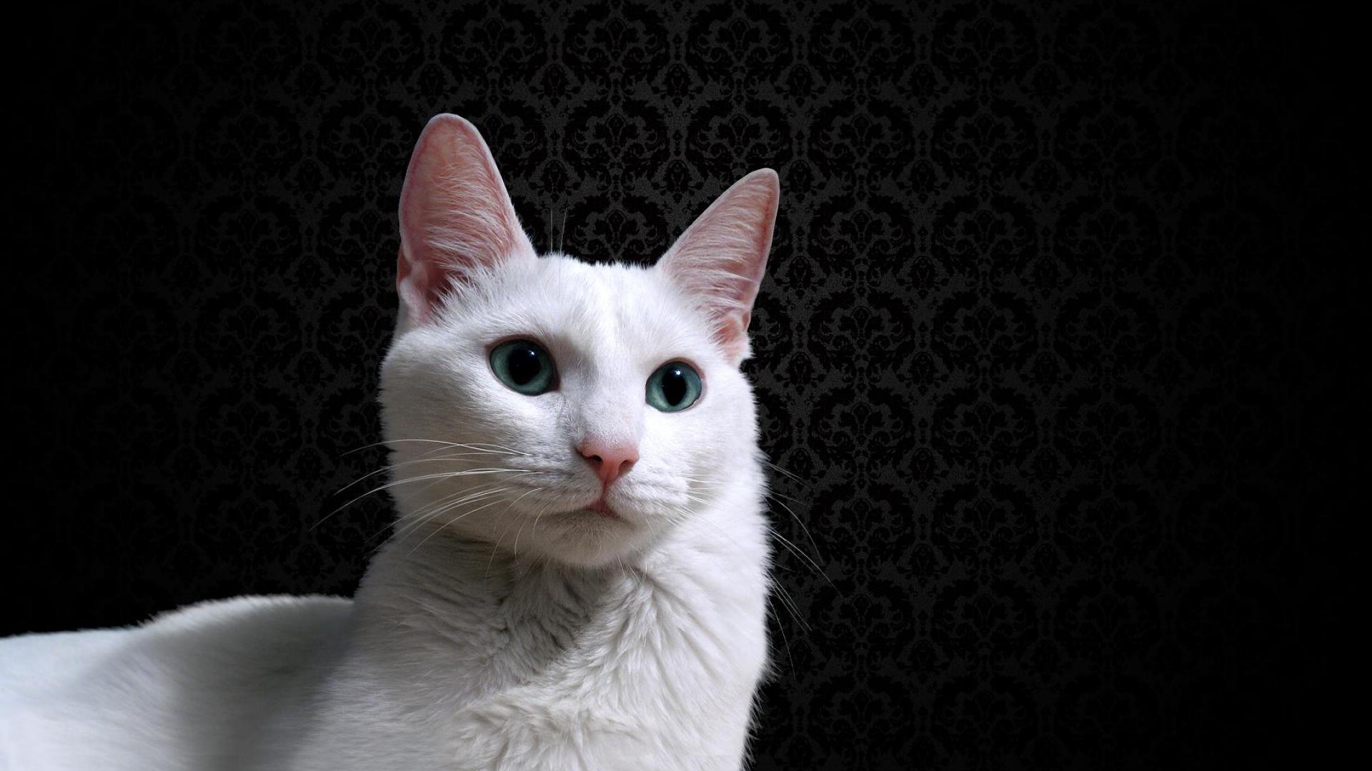 Красивый белый кот на фоне чёрных обоев