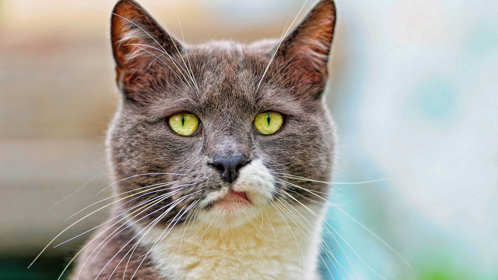 Кот с ухмылкой