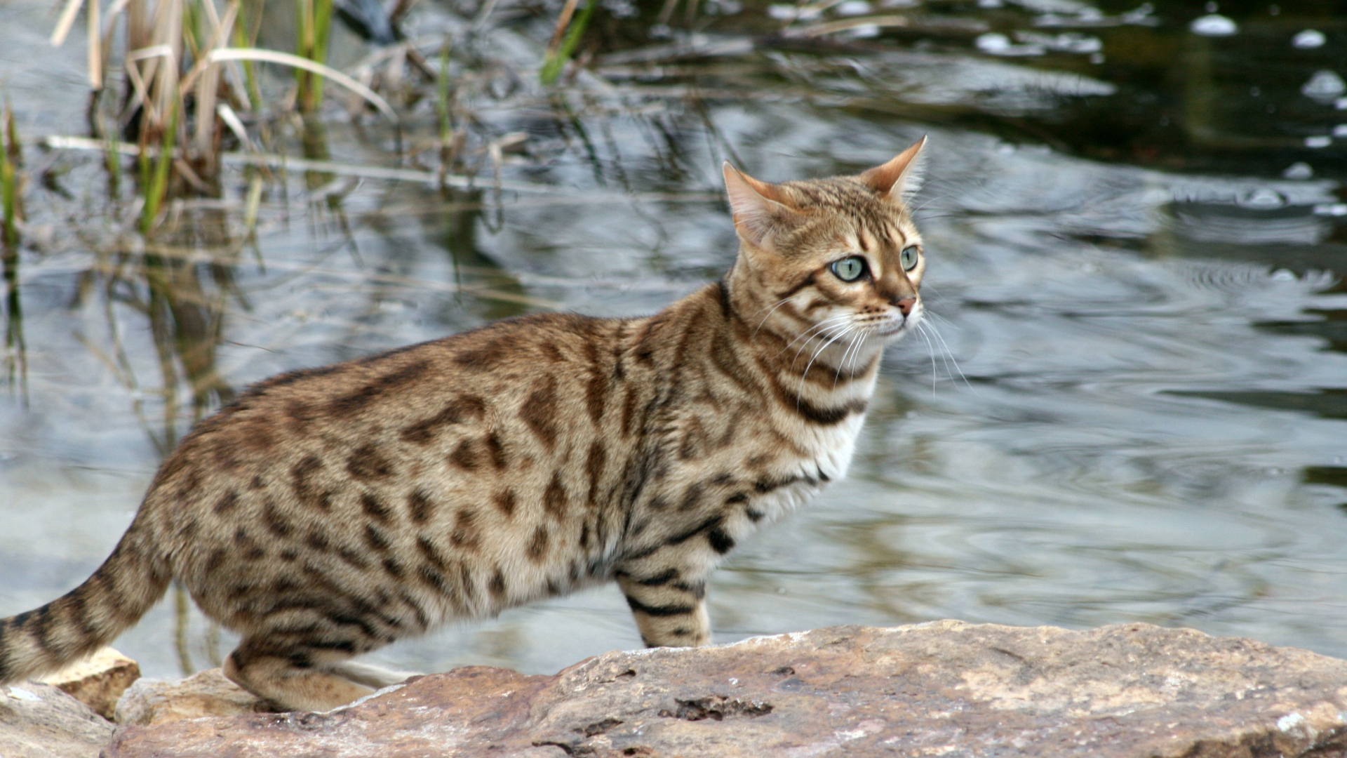 Красивый бенгальский кот на фоне водоёма