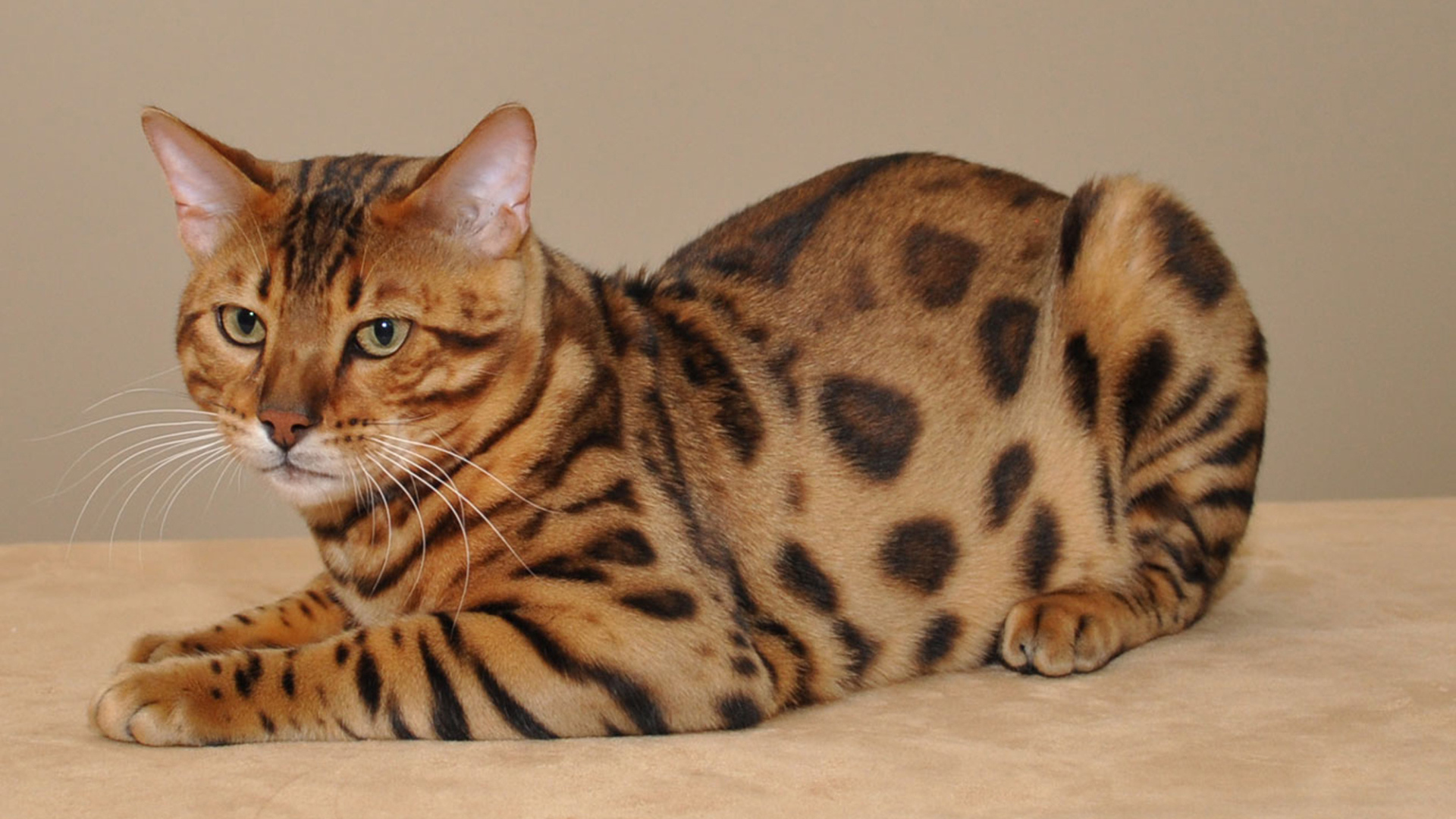 Красивый бенгальский кот позирует