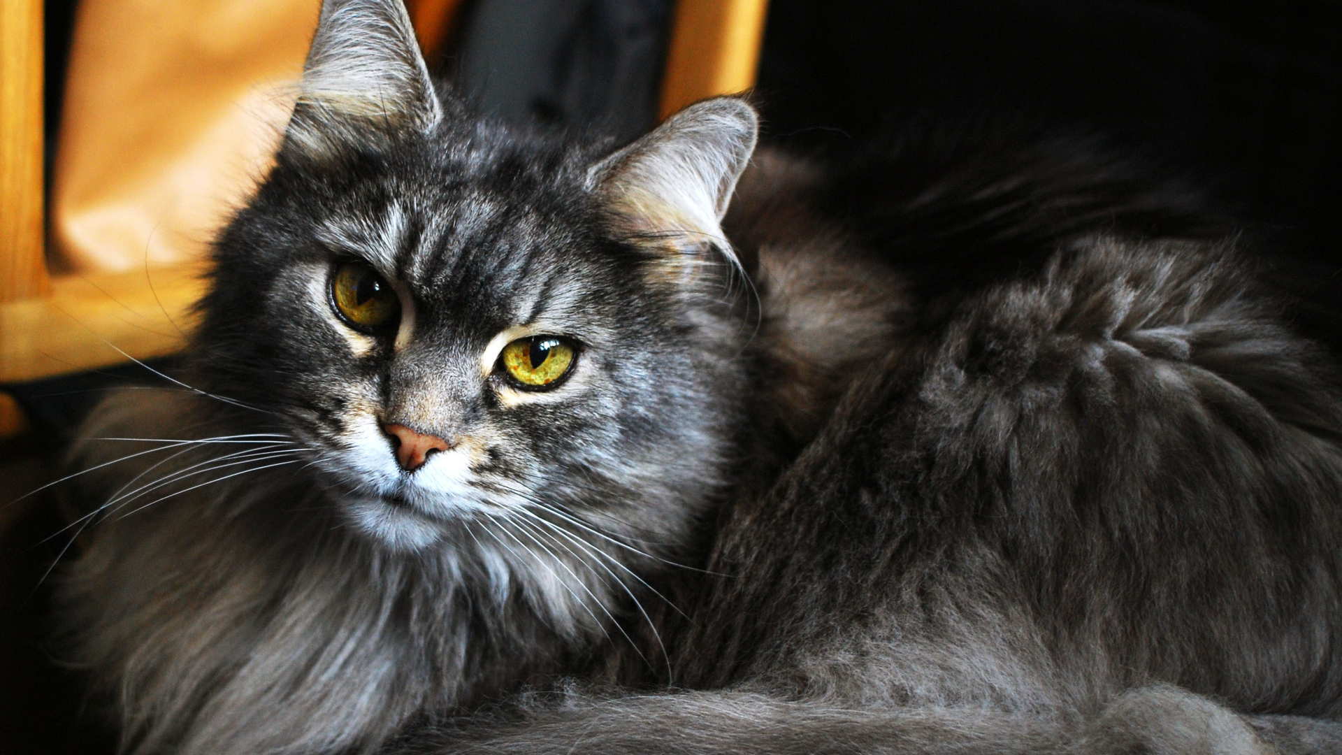 Красивый кот мейн-кун с зелёными глазами