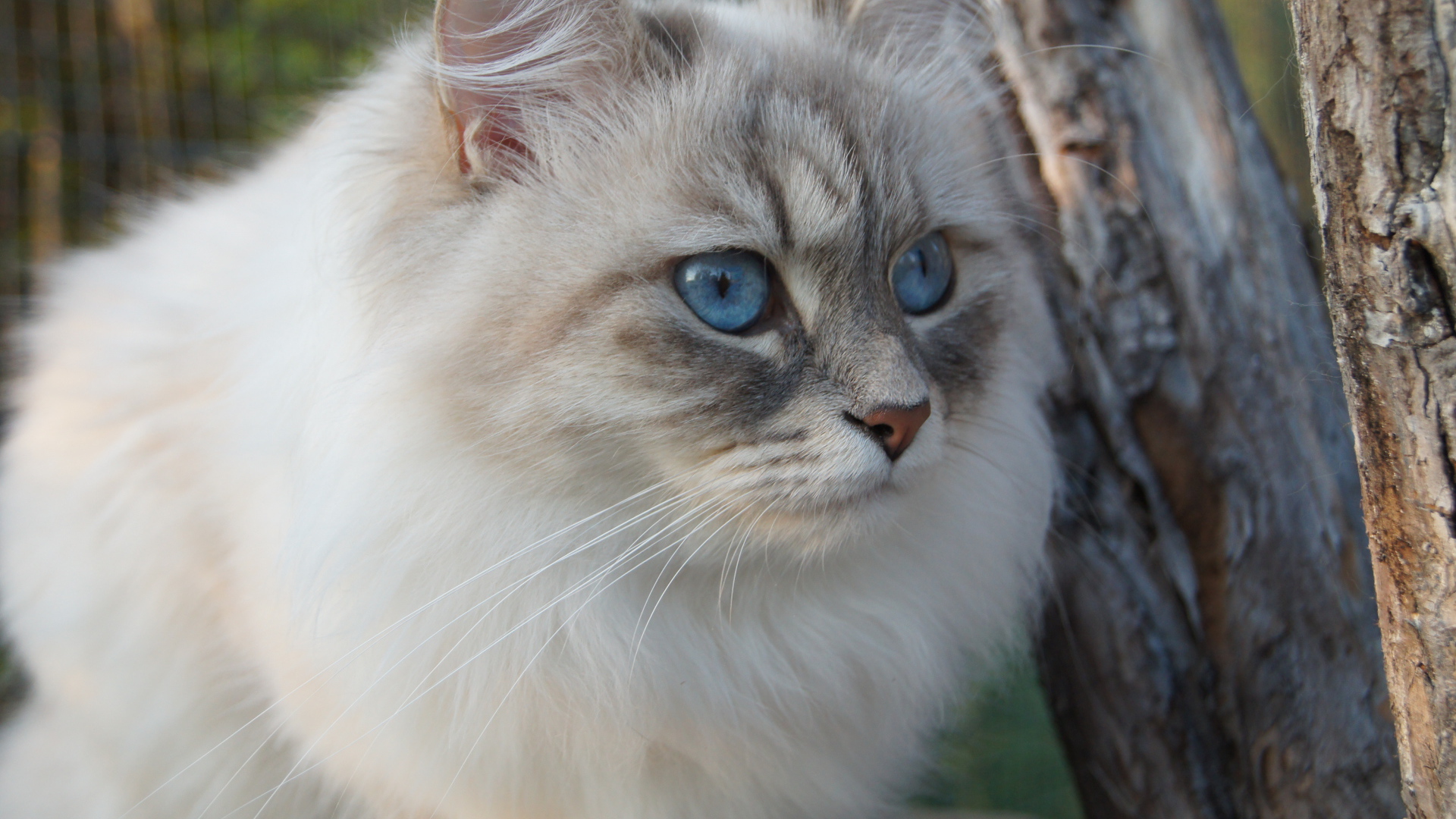 Beautiful Siberian cat among the trees