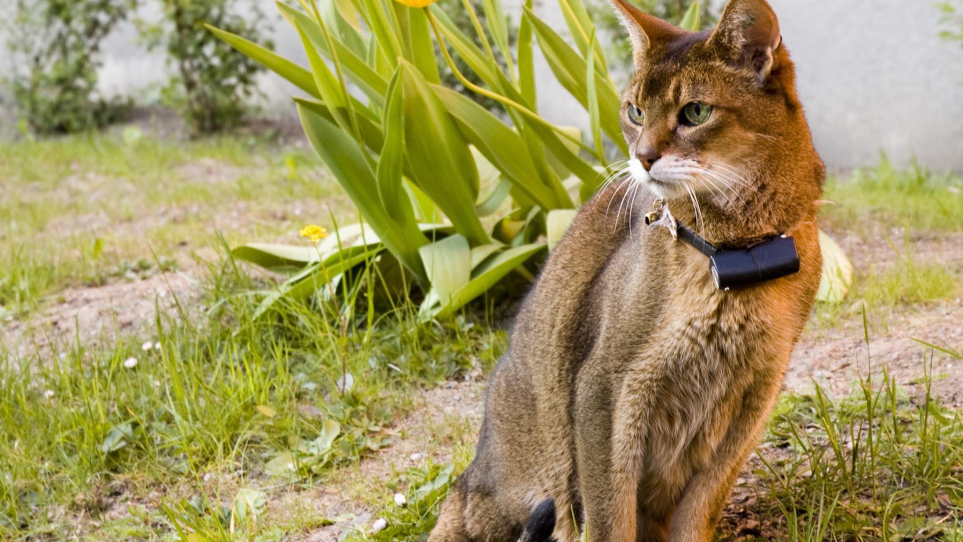 Красивая абиссинская кошка