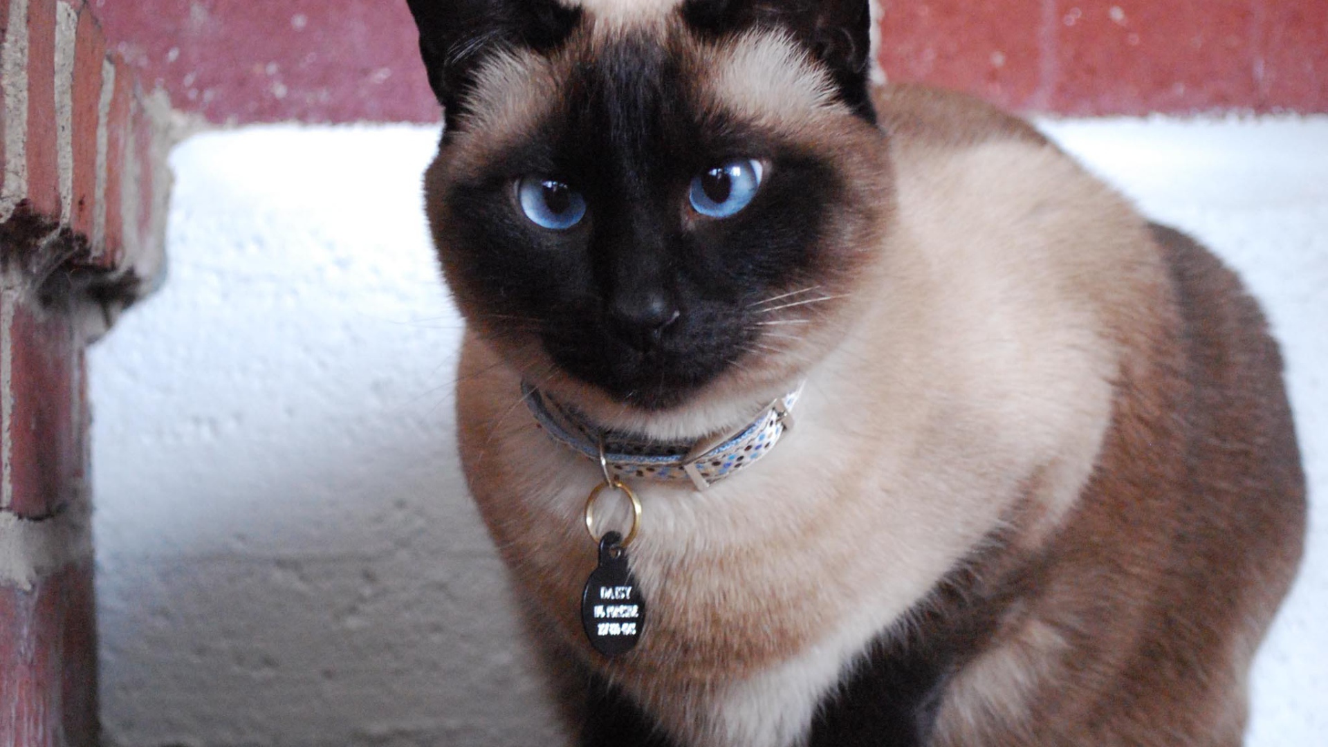 Голубоглазый красивый сиамский кот