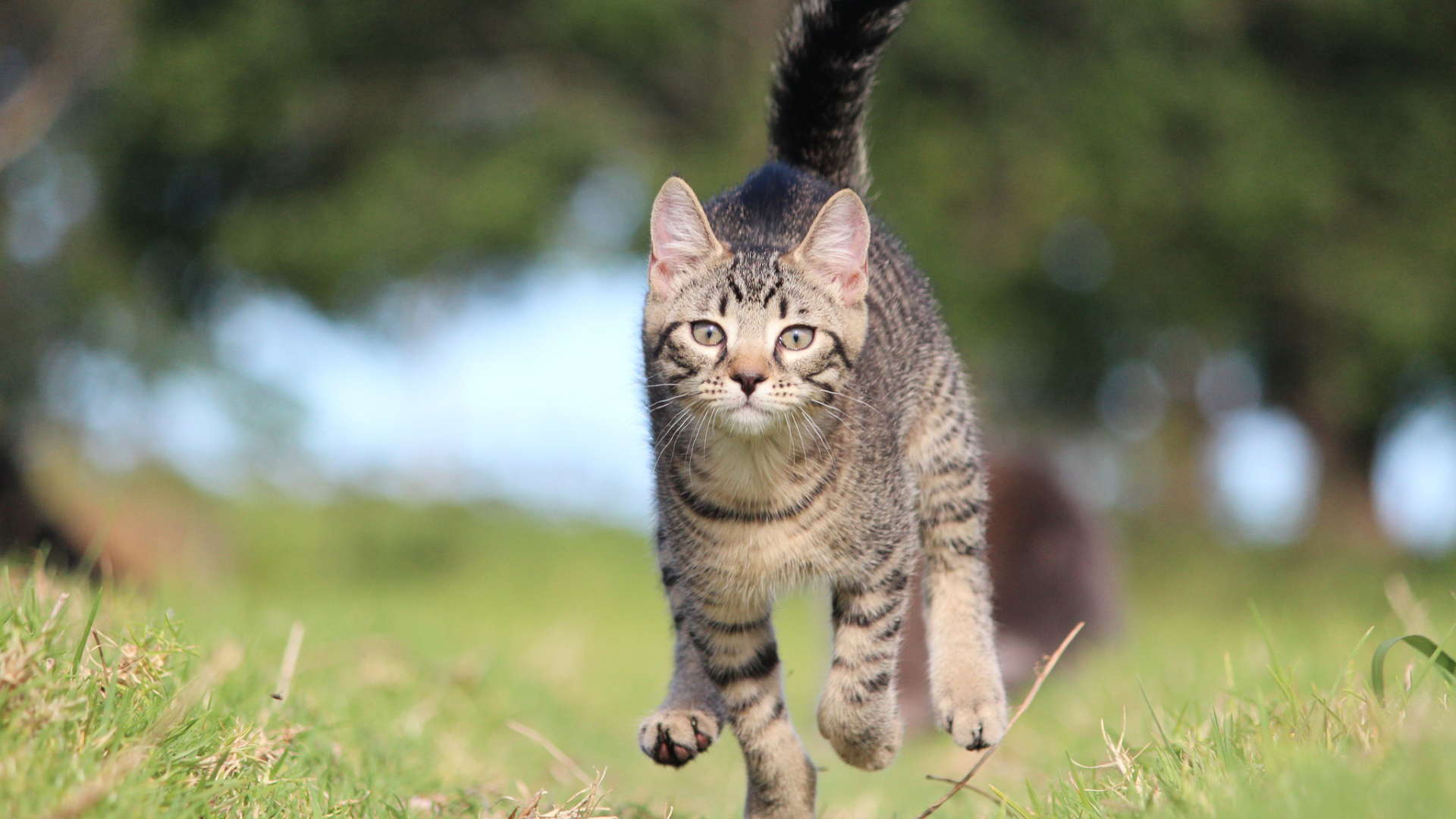 Красивый кот бежит к хозяину