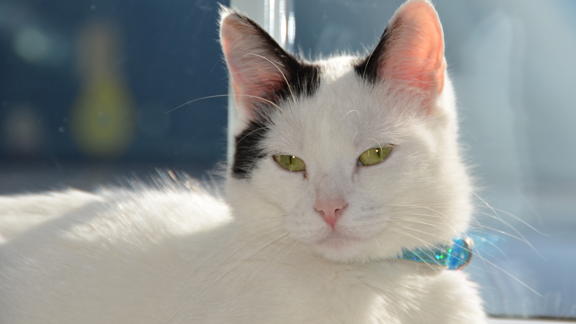 Красивый кот с голубым ошейником