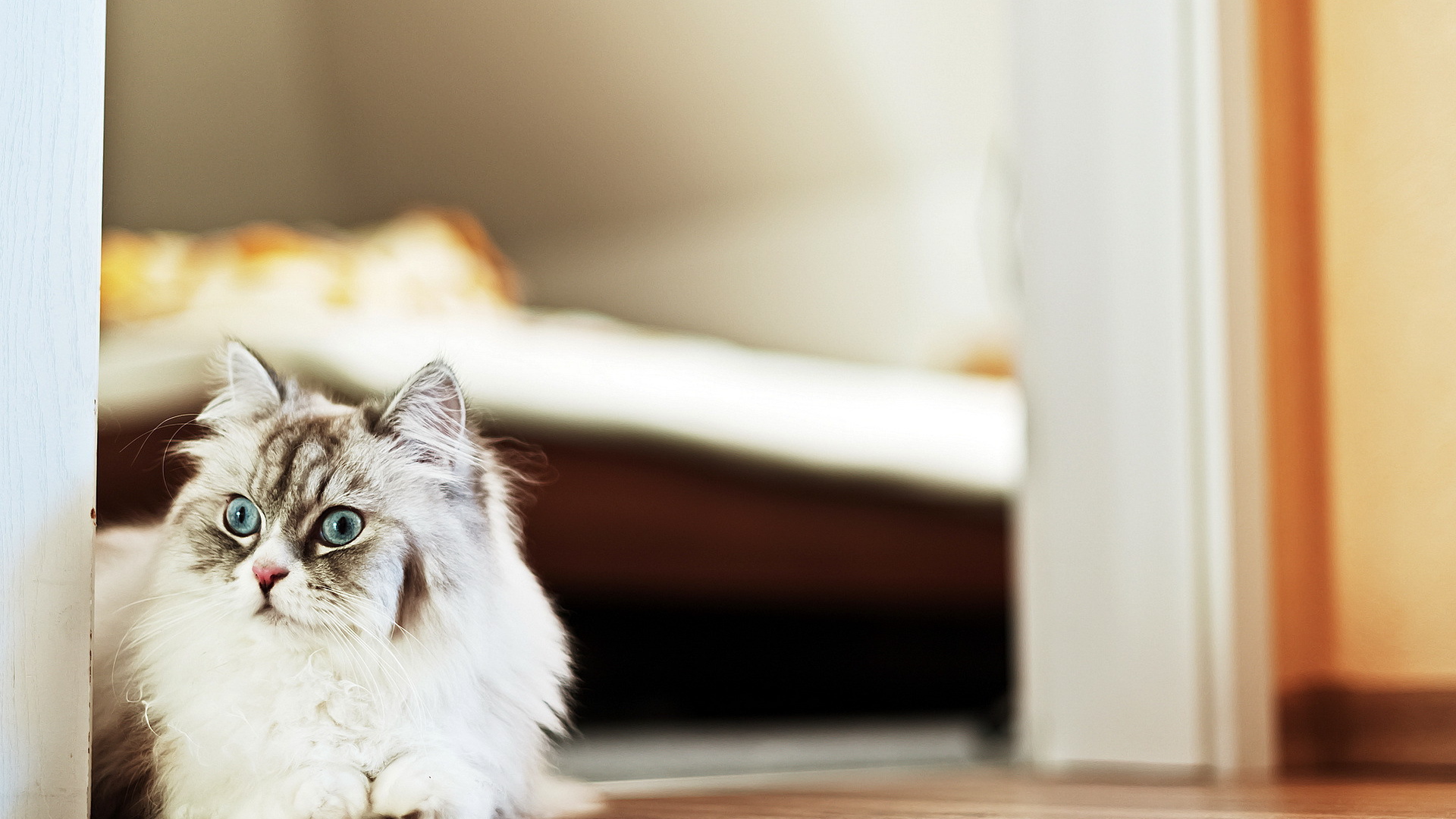 Пушистый красивый кот удивлённо смотрит