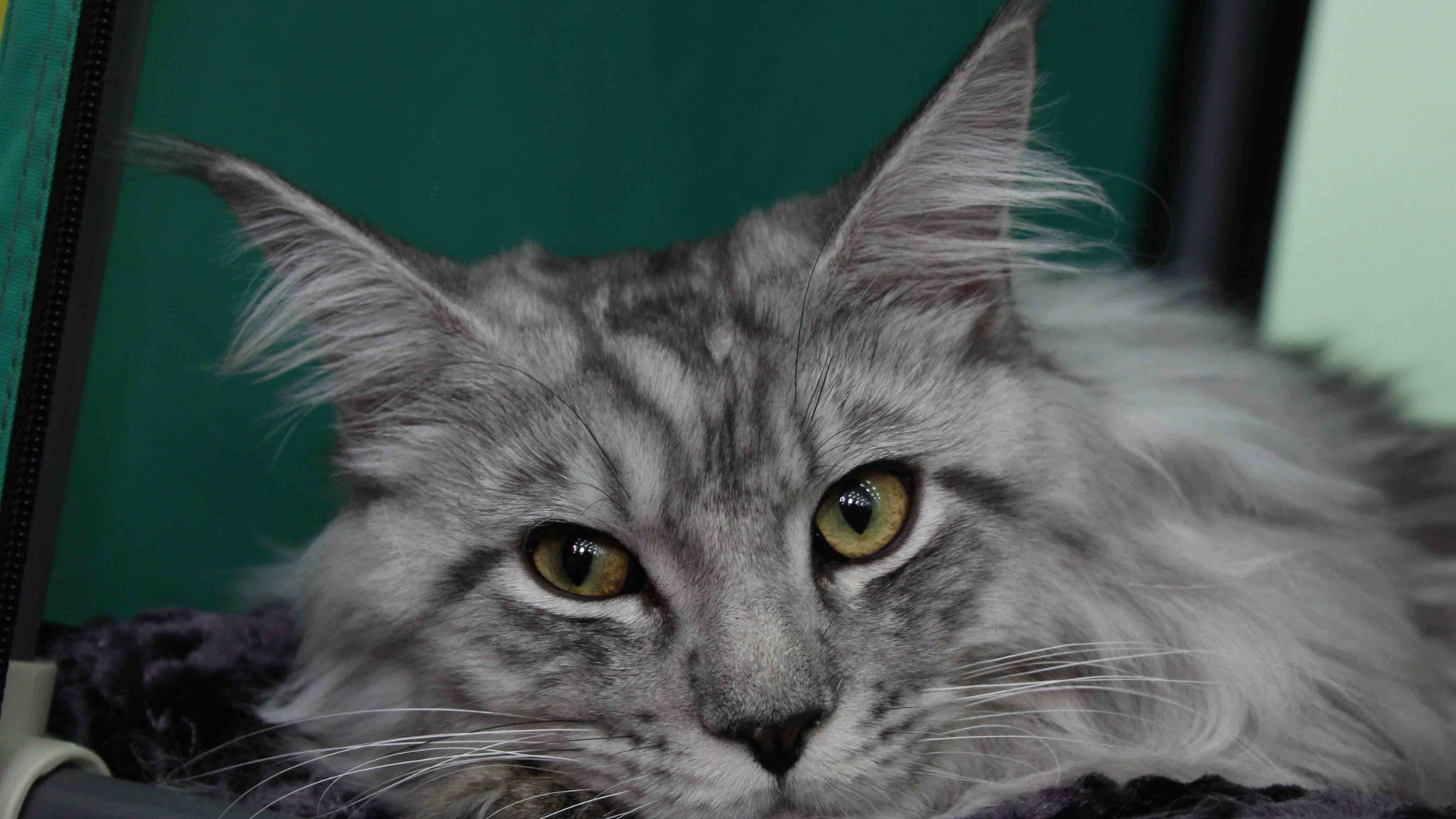 Серебристый красивый кот мейн-кун