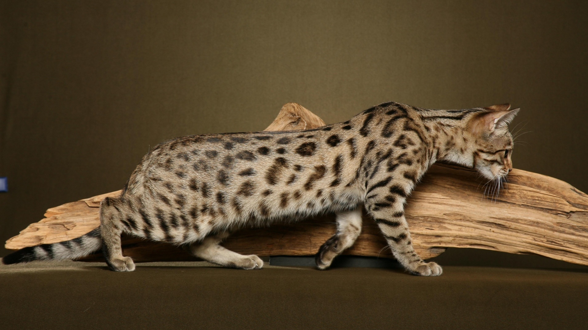 Бенгальский кот к чему-то крадётся