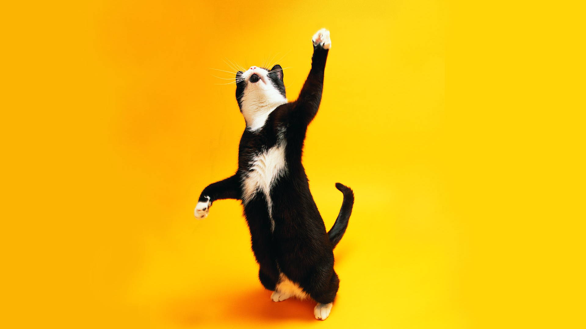 Чёрно-белый кот танцует