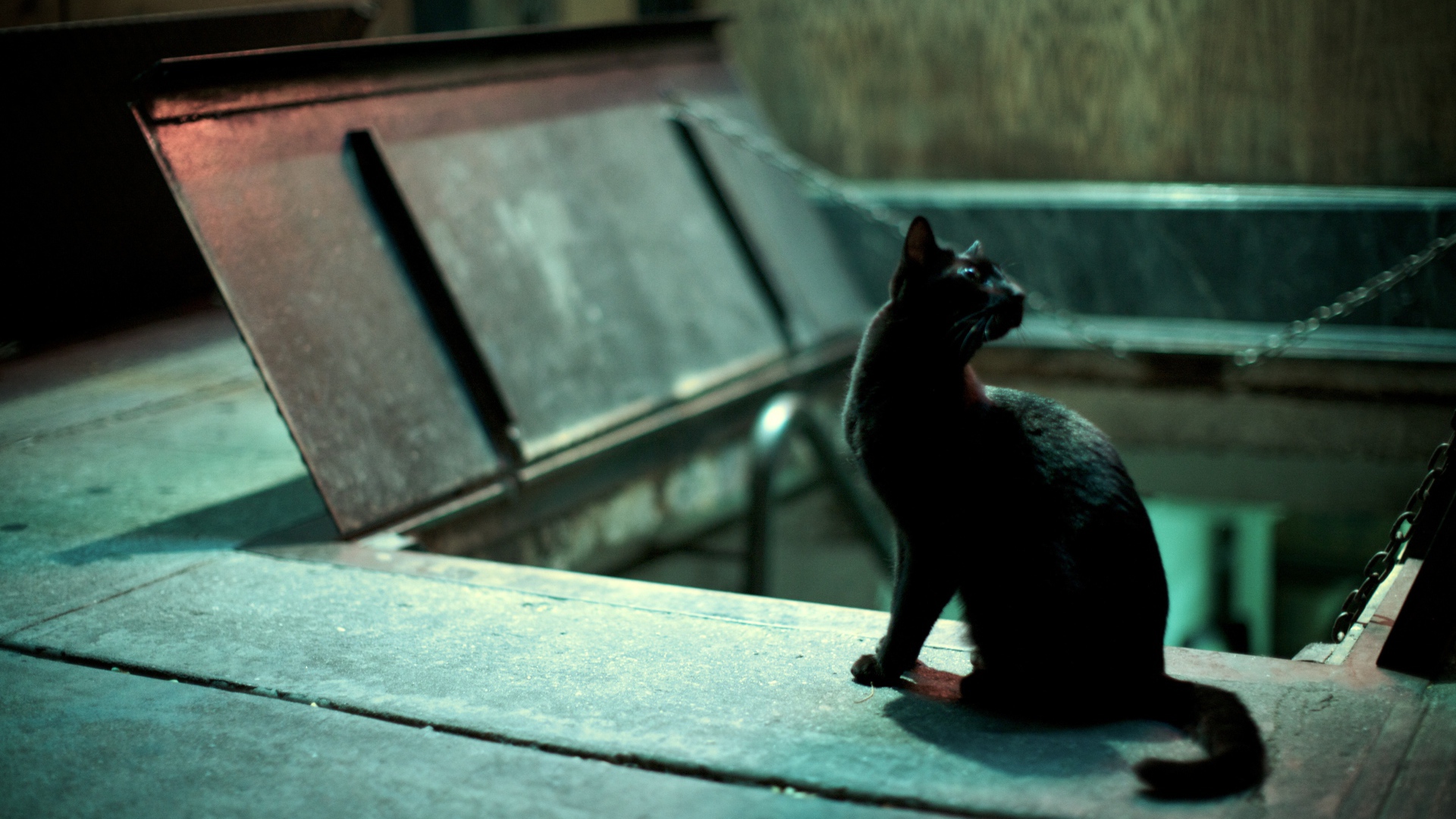 Чёрный кот кого-то увидел