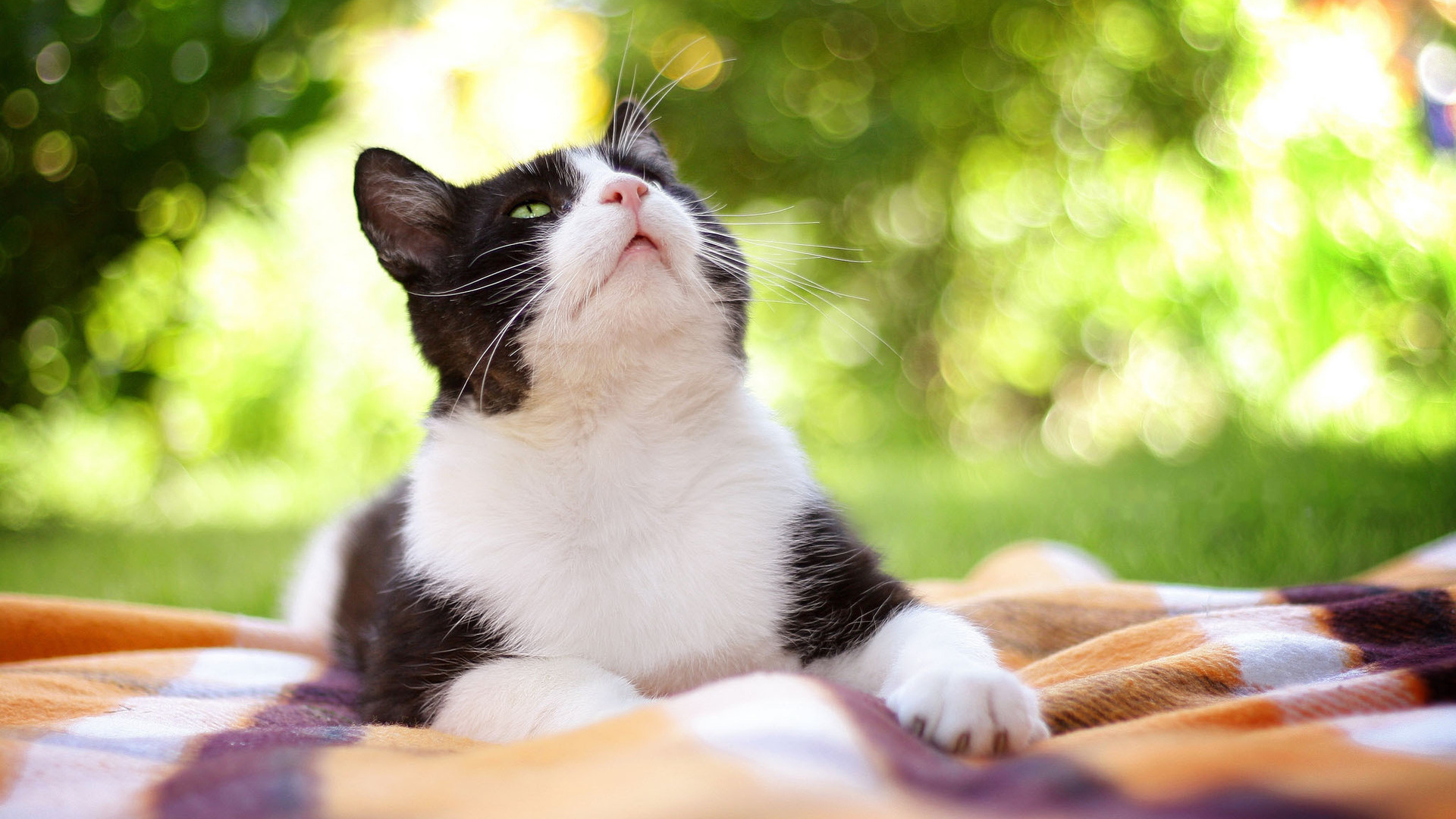 Чёрно-белый кот на природе