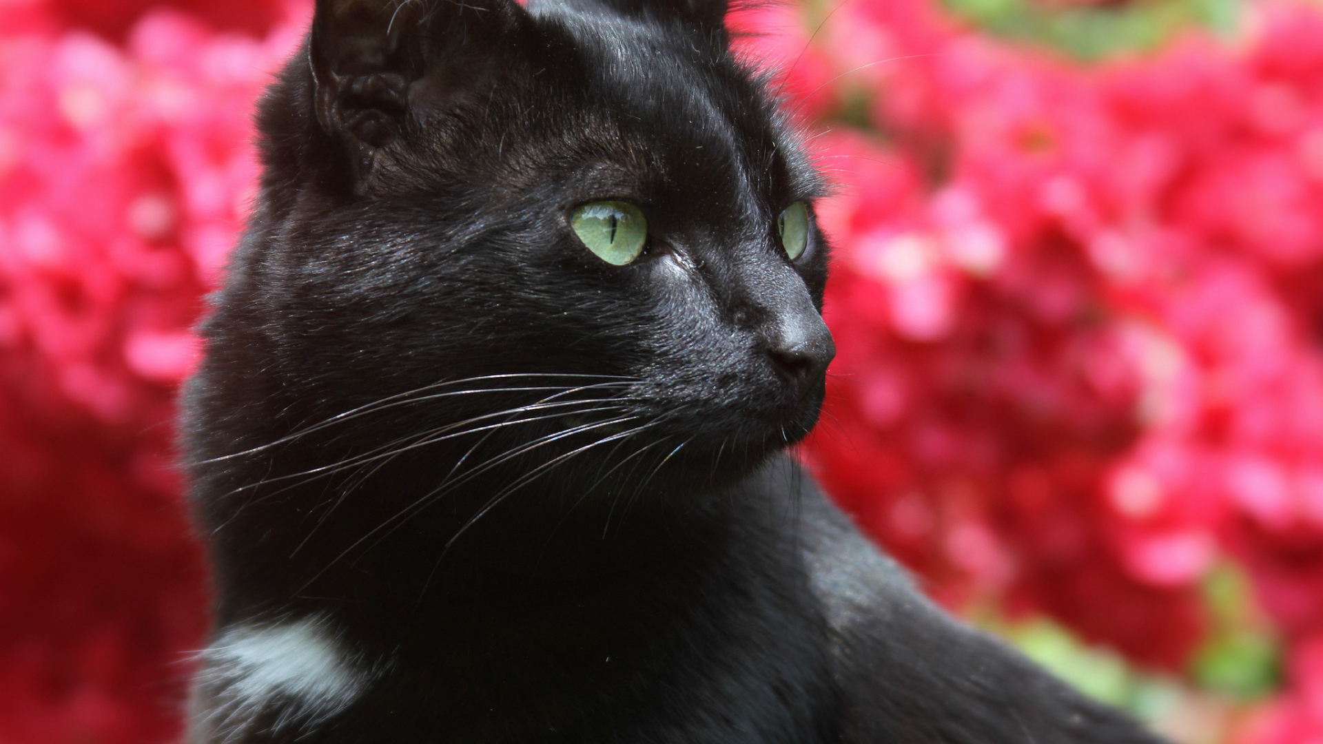 Чёрный кот на фоне розовых цветов
