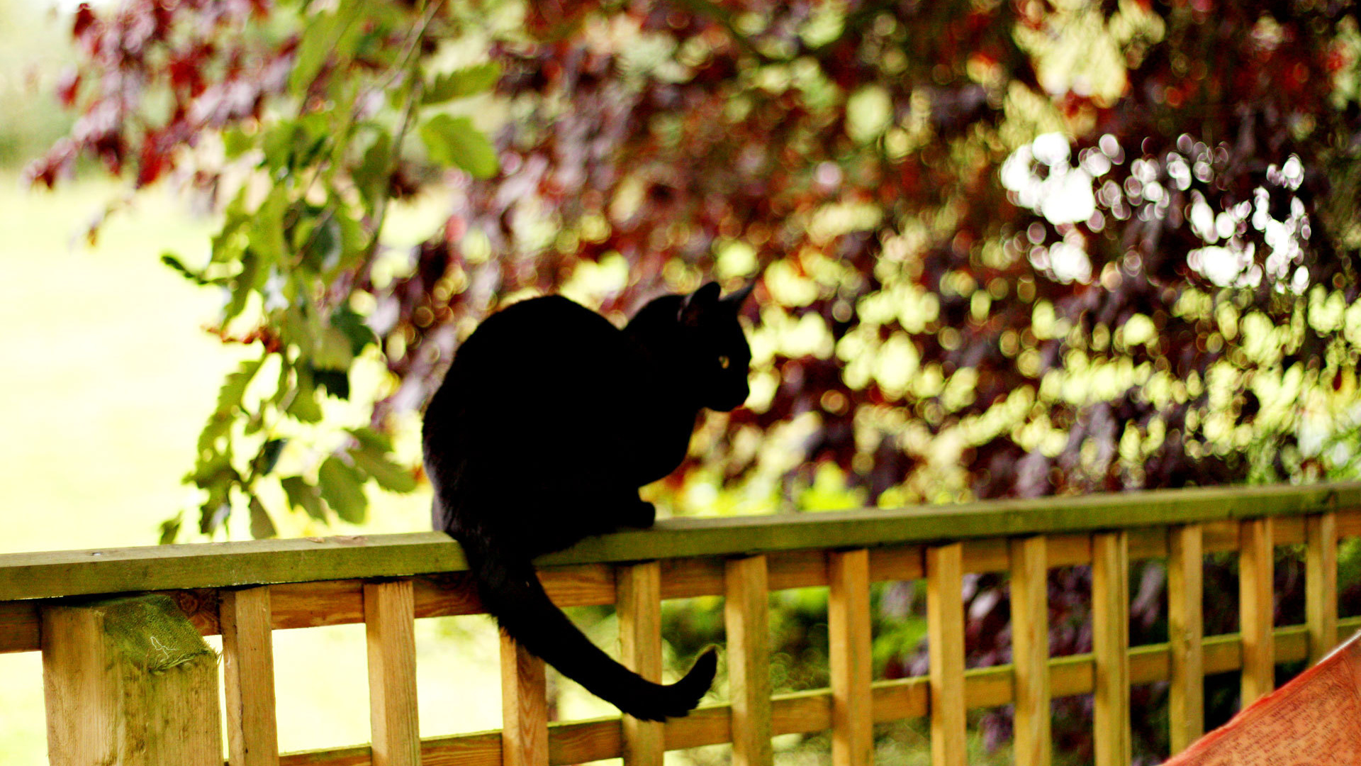 Чёрный кот на заборе