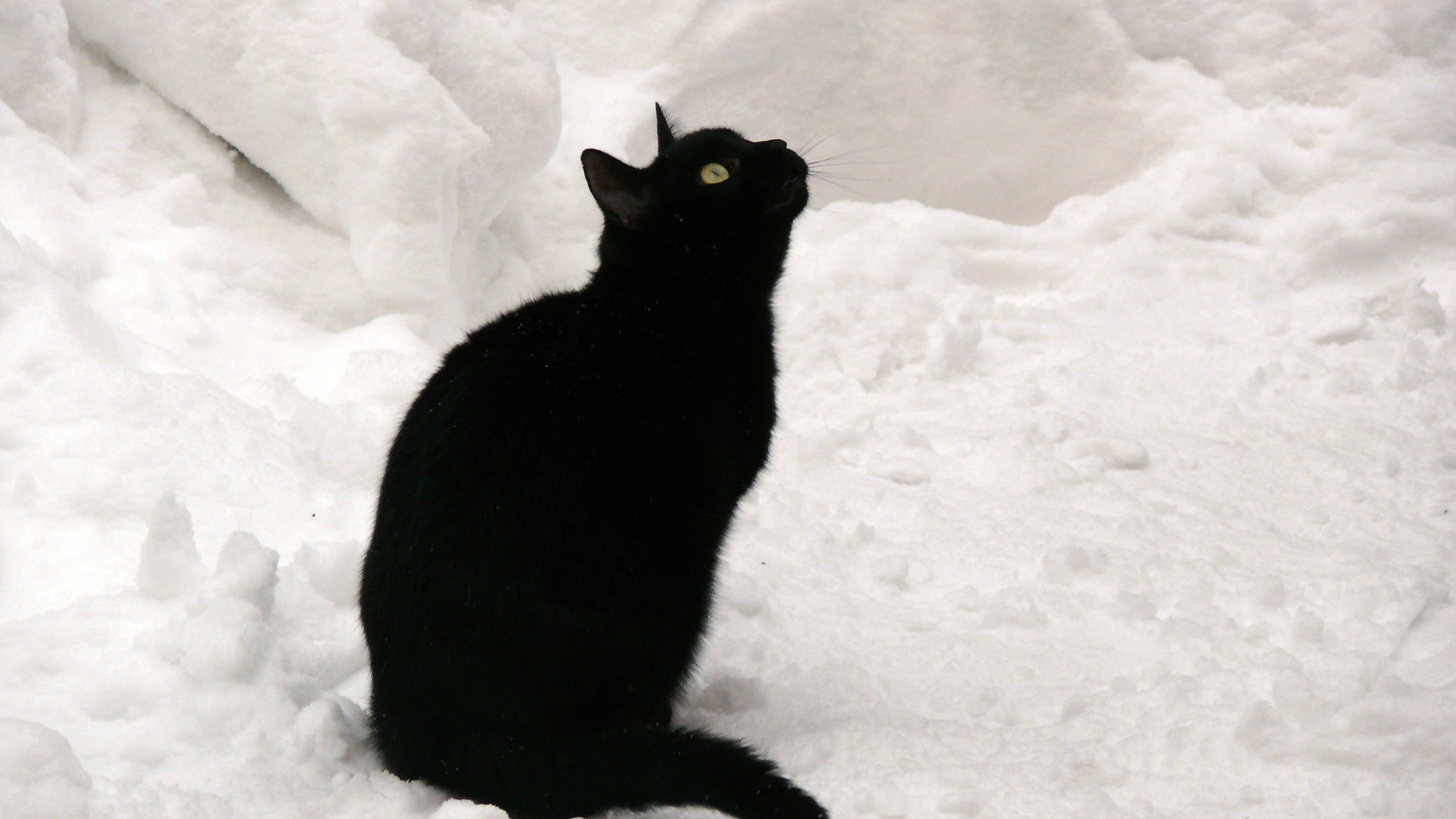 Чёрный кот на снегу смотрит вверх