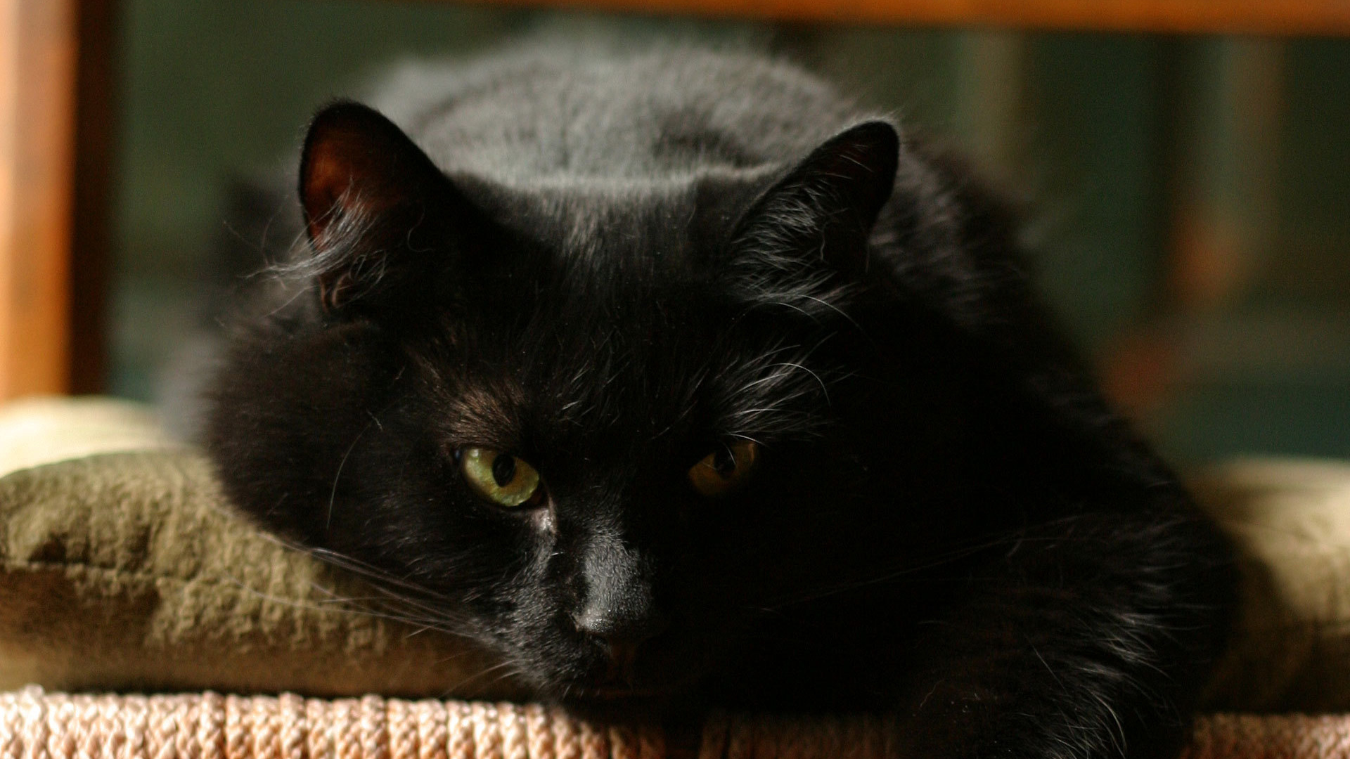 Чёрный кот отдыхает