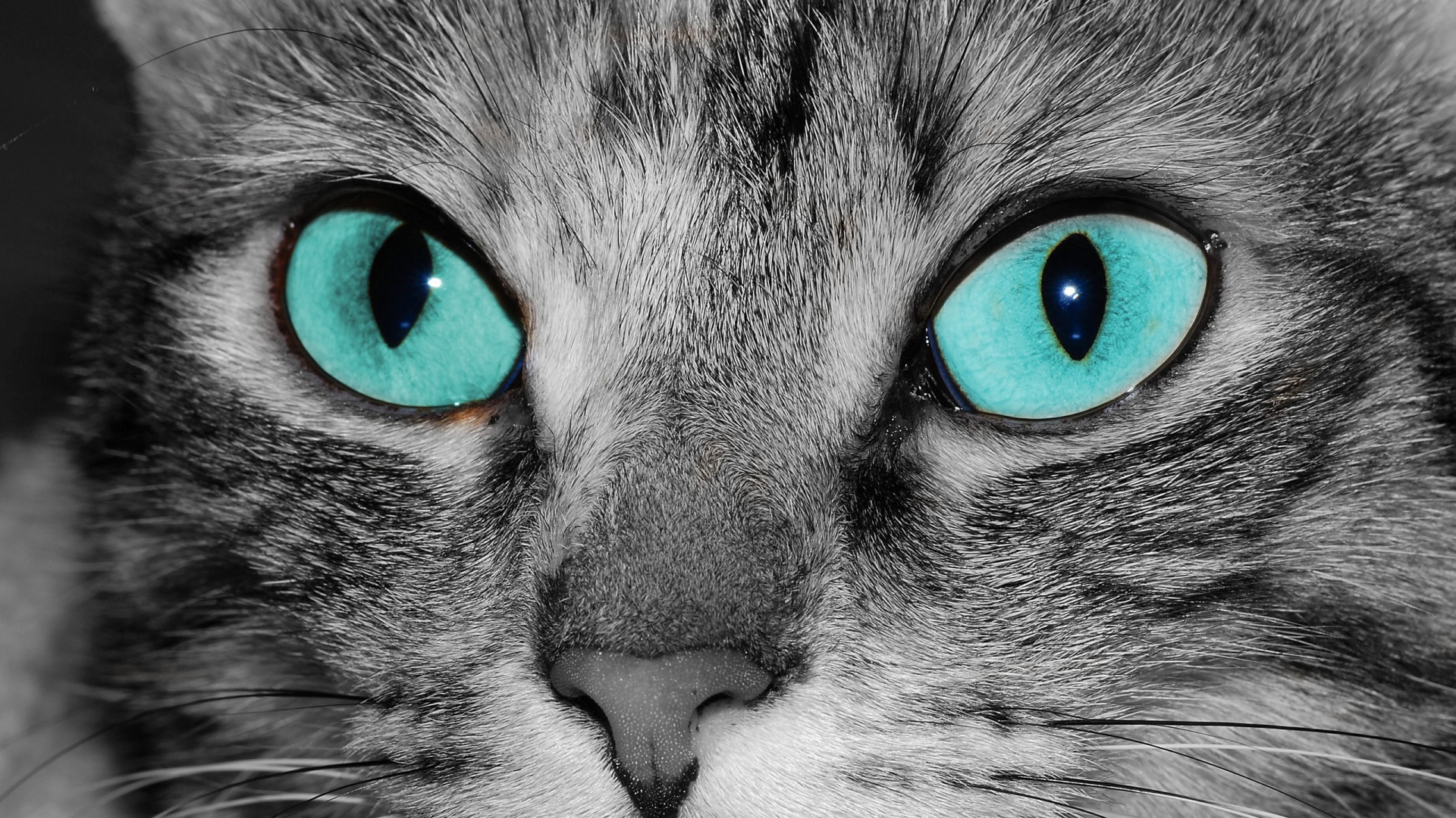 Голубоглазый кот