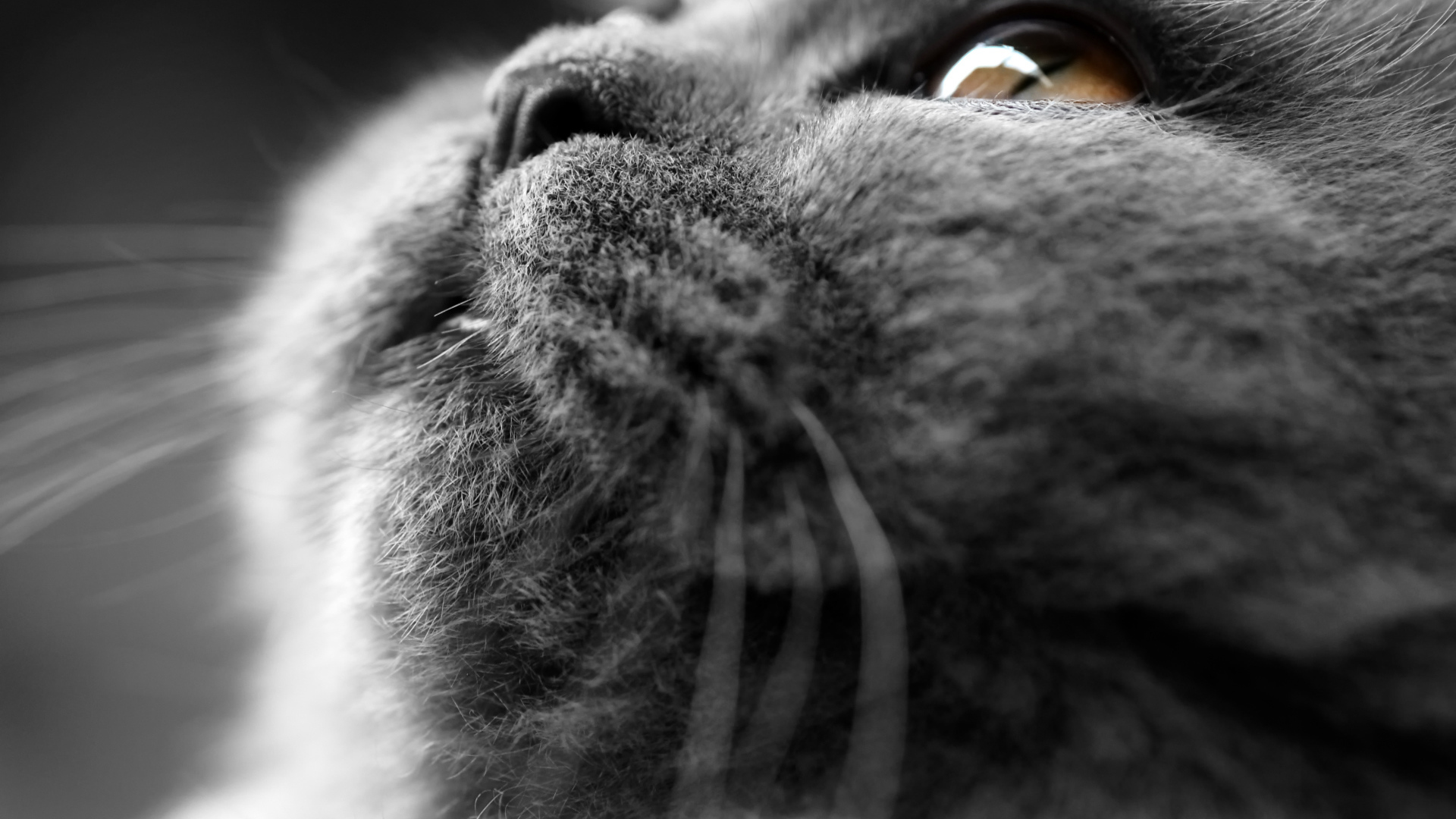 Британский кот крупным планом