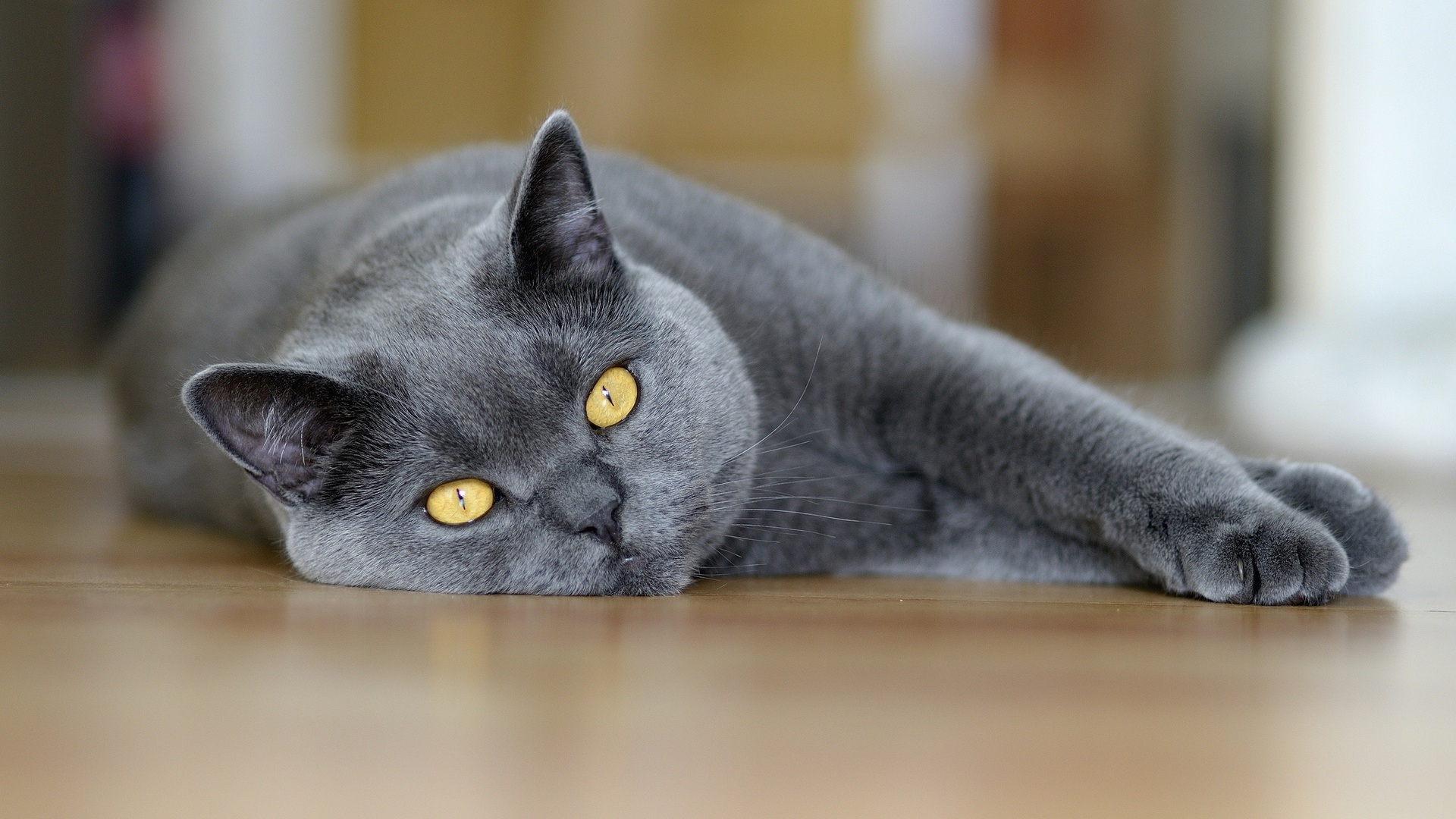 Британский кот лежит на полу