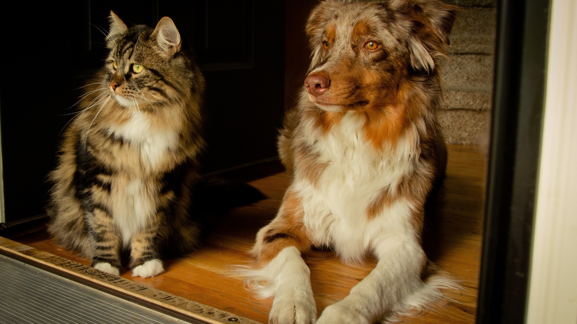 Кошка и собака друзья