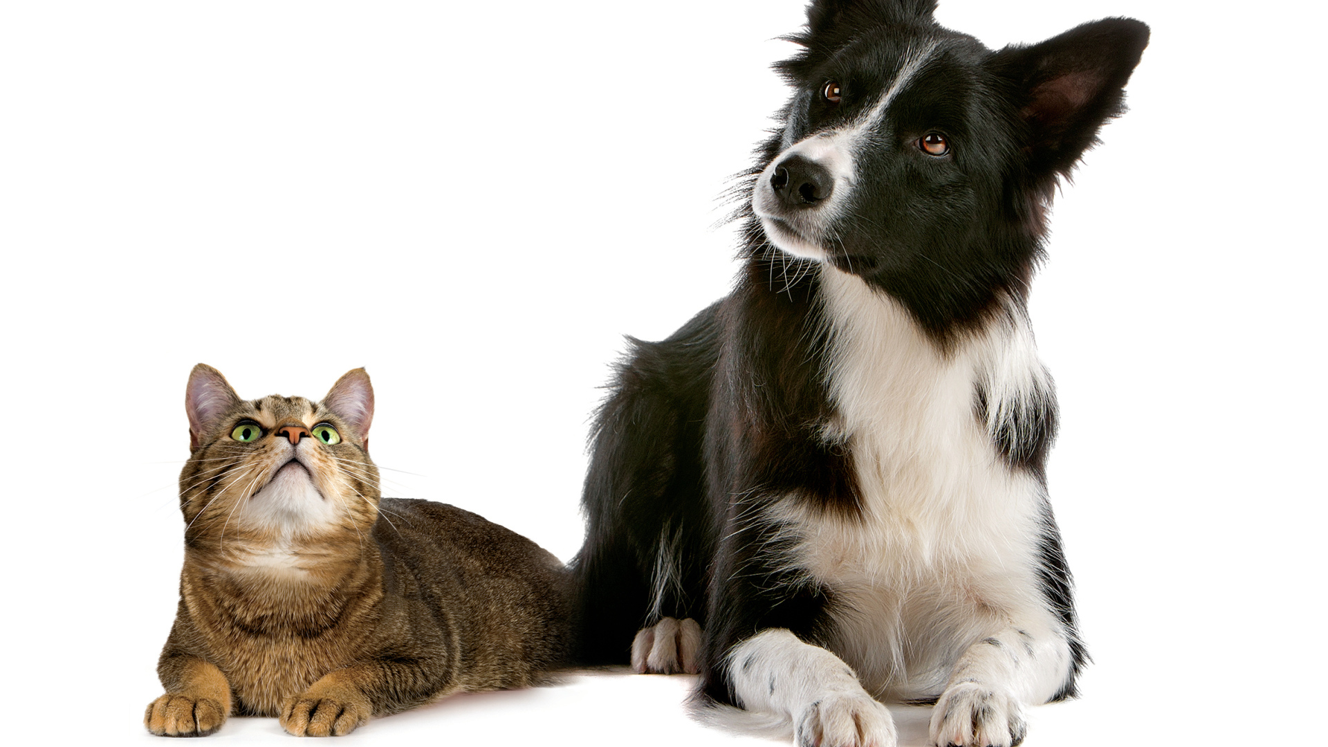 Кот и пёс на кого-то смотрят