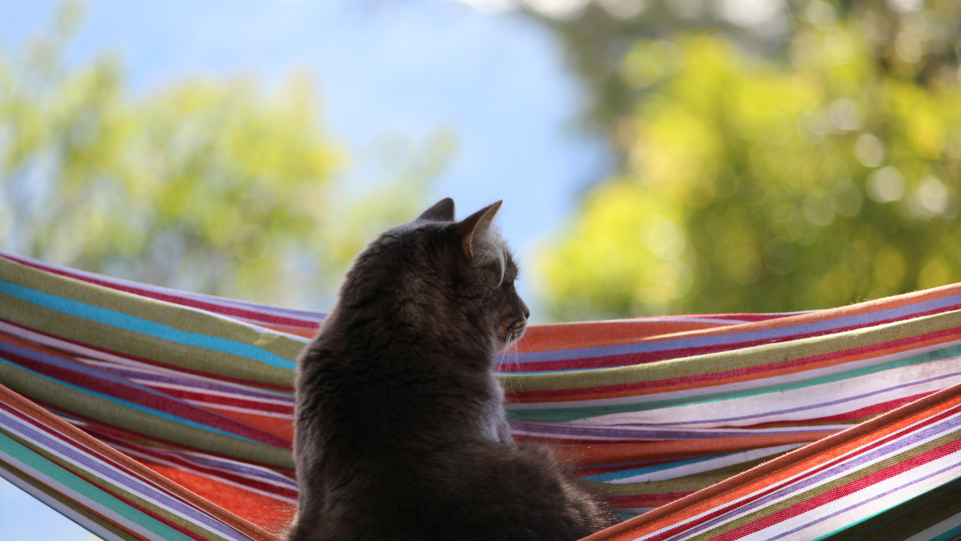 Кот мечтает в гамаке