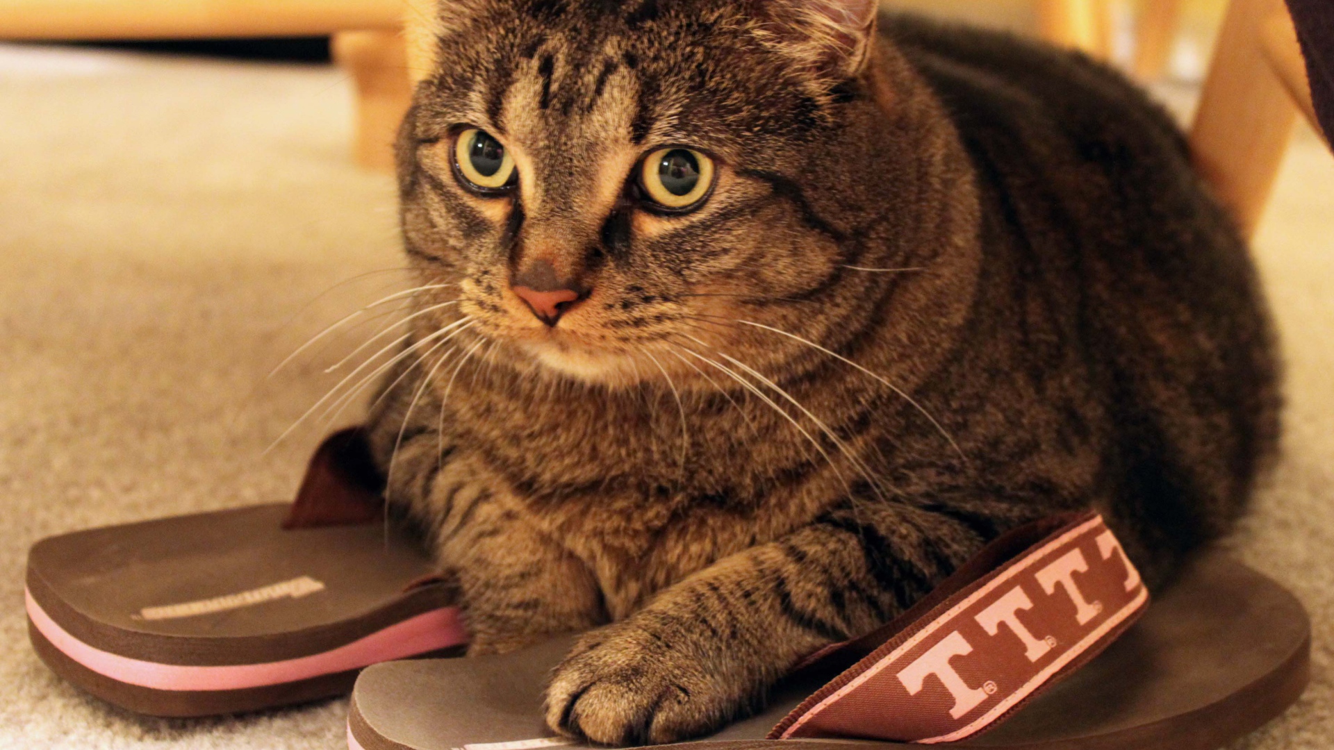 Кот на тапочках