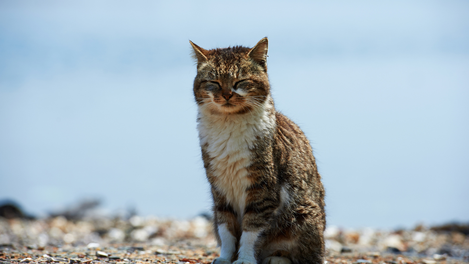 Кот пригрелся на солнце
