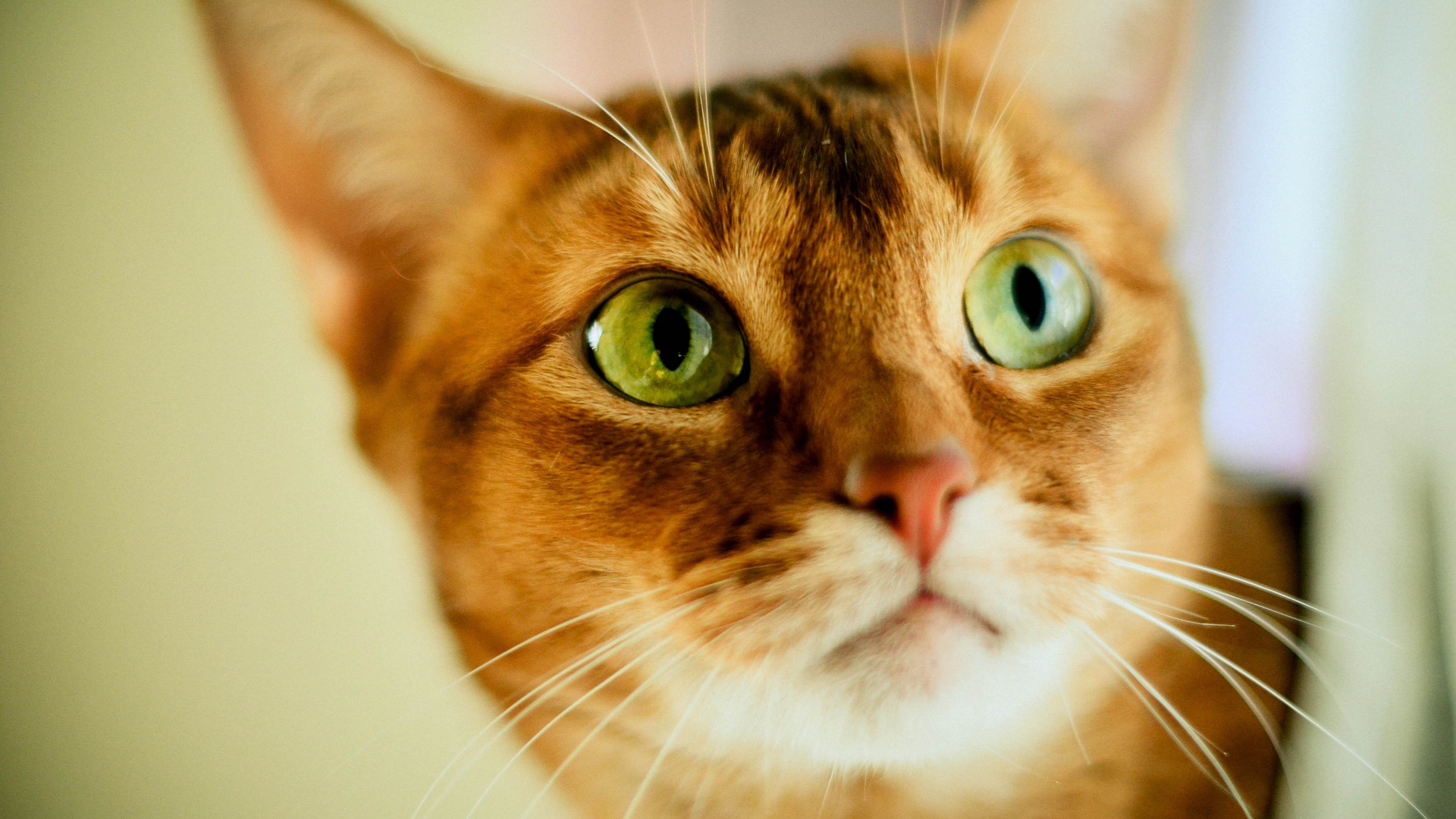 Кот с зелеными глазами