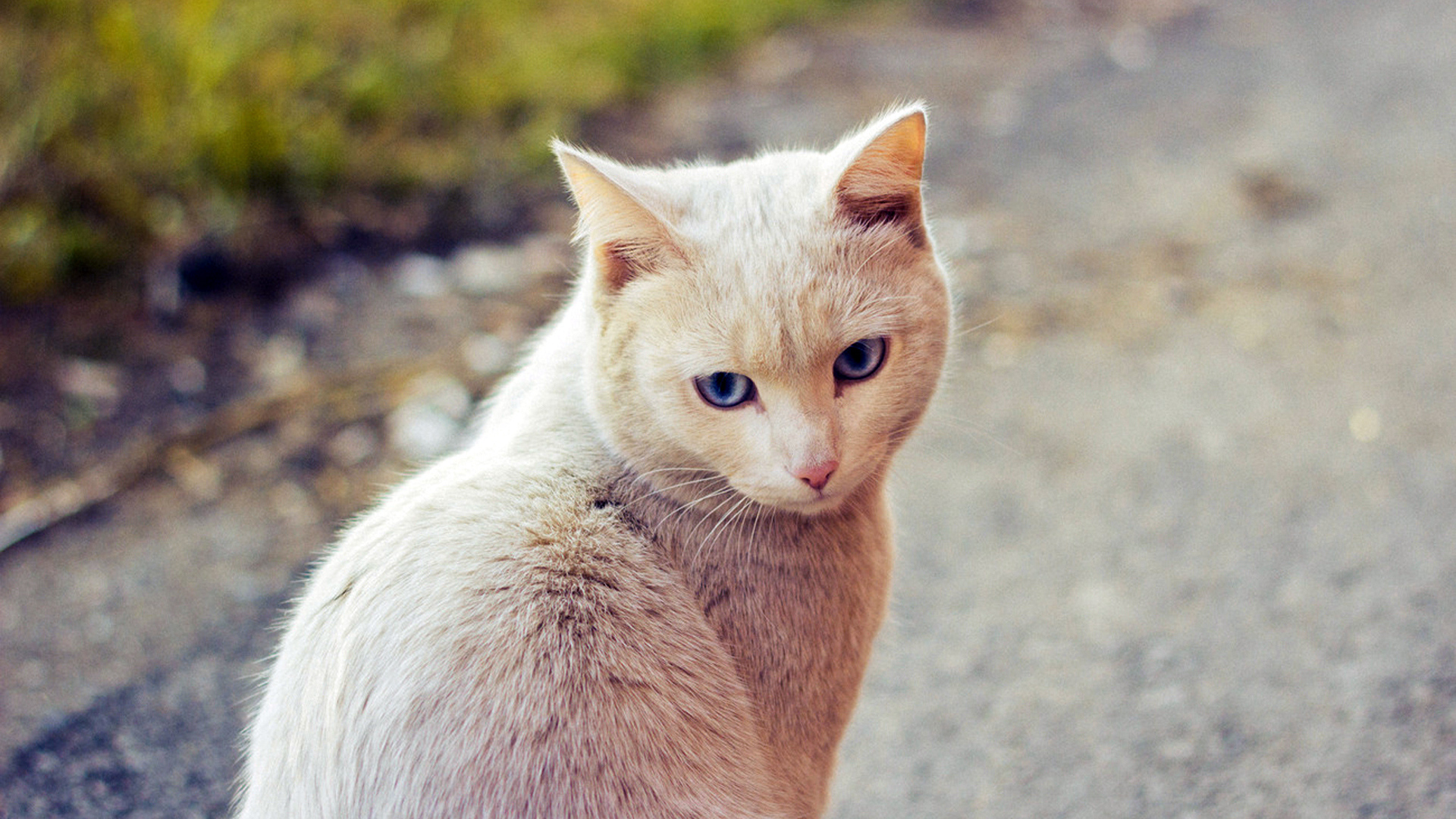 Симпатичный рыжий кот сидит на дороге