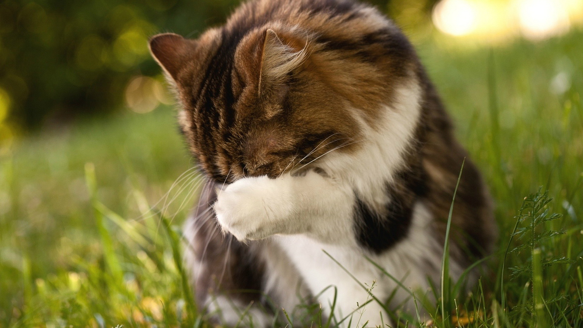 Пушистому коту стыдно