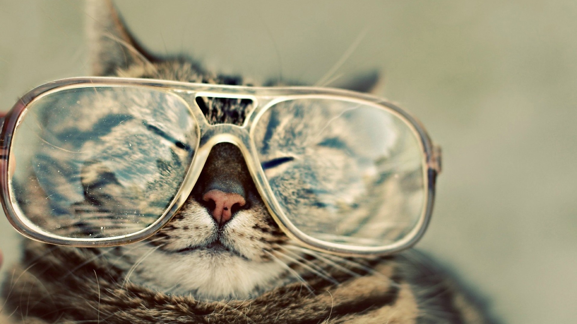 Funny cat with glasses