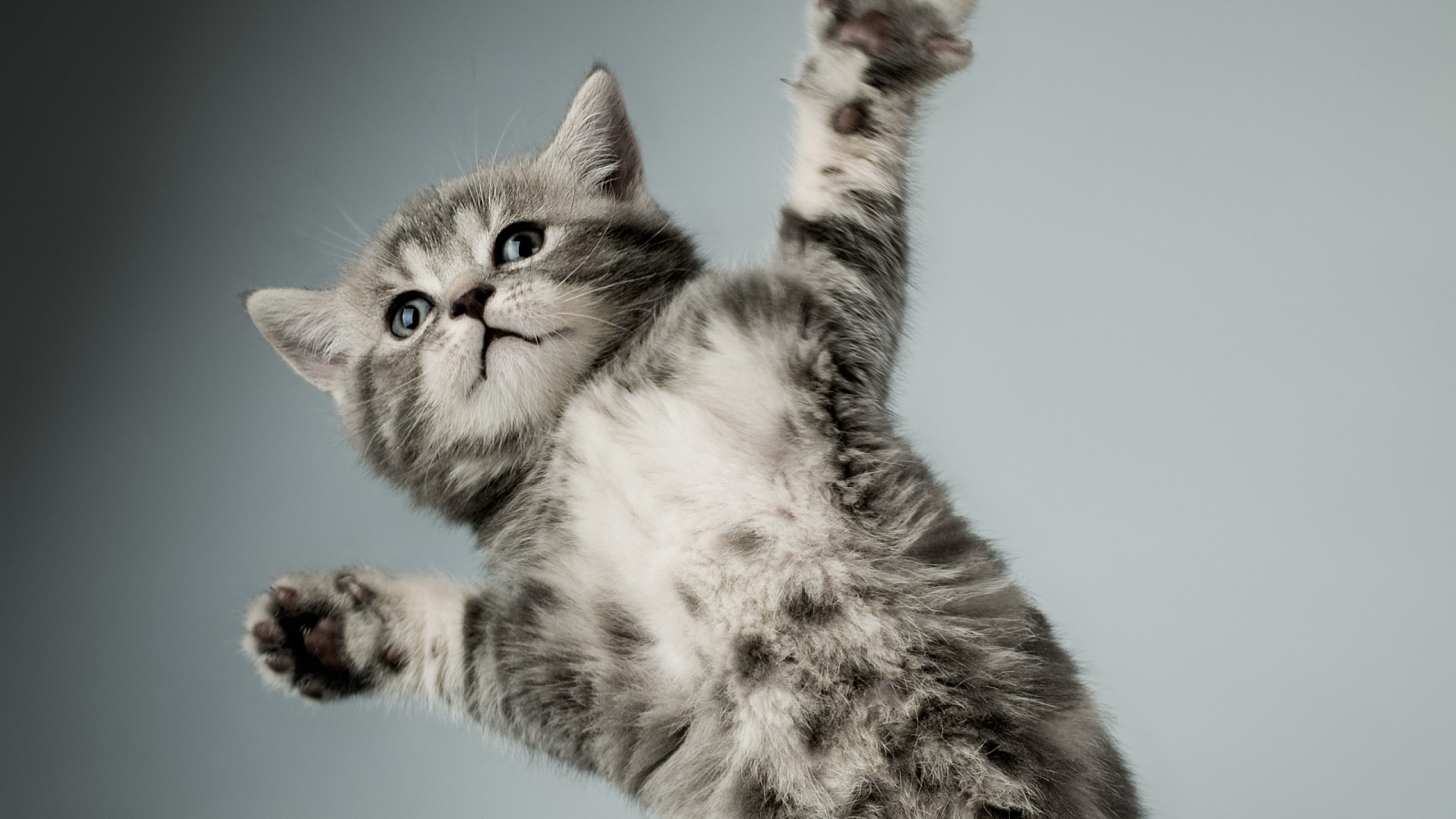 Серый кот в полёте