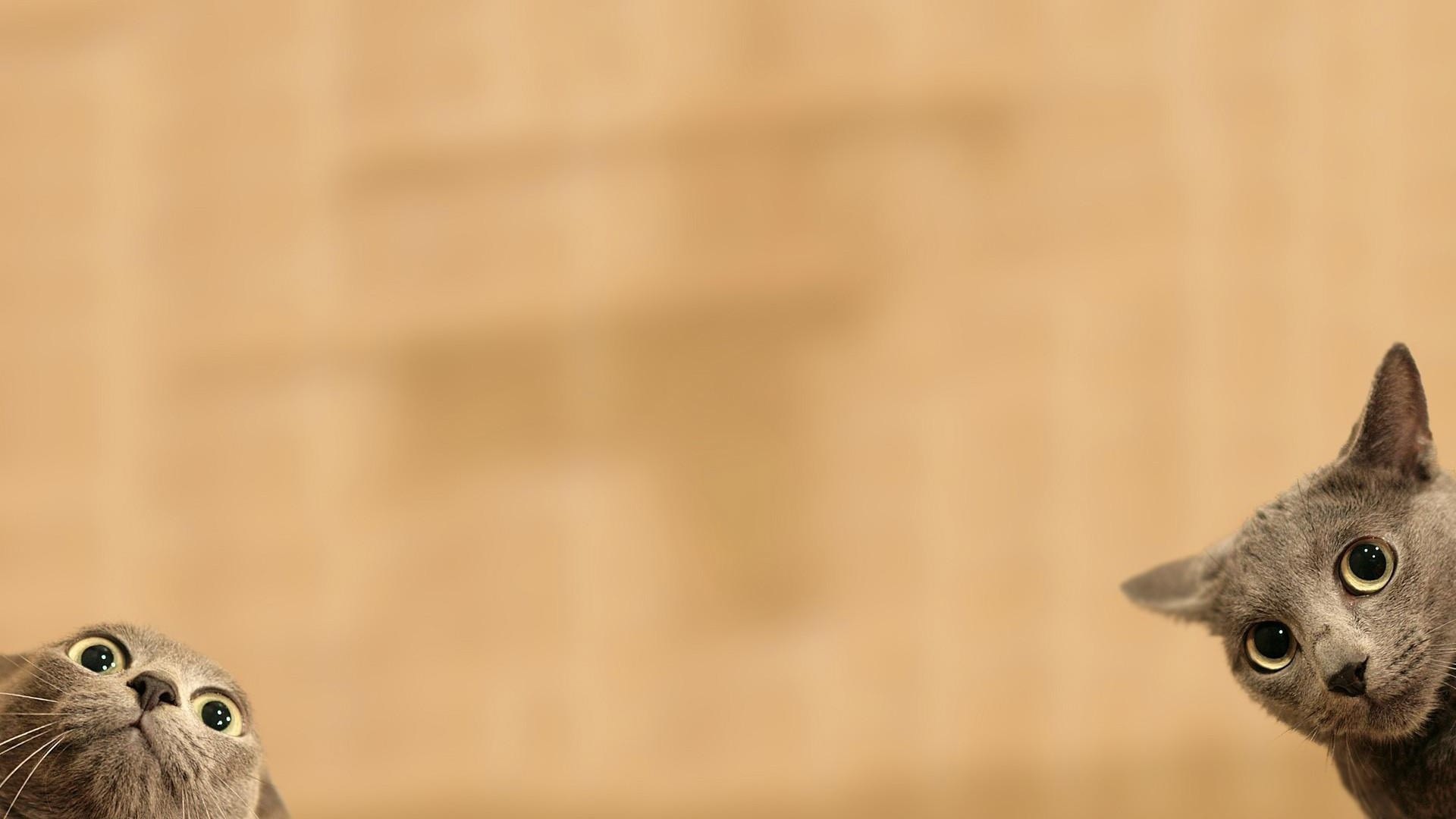 Серые коты подглядывают