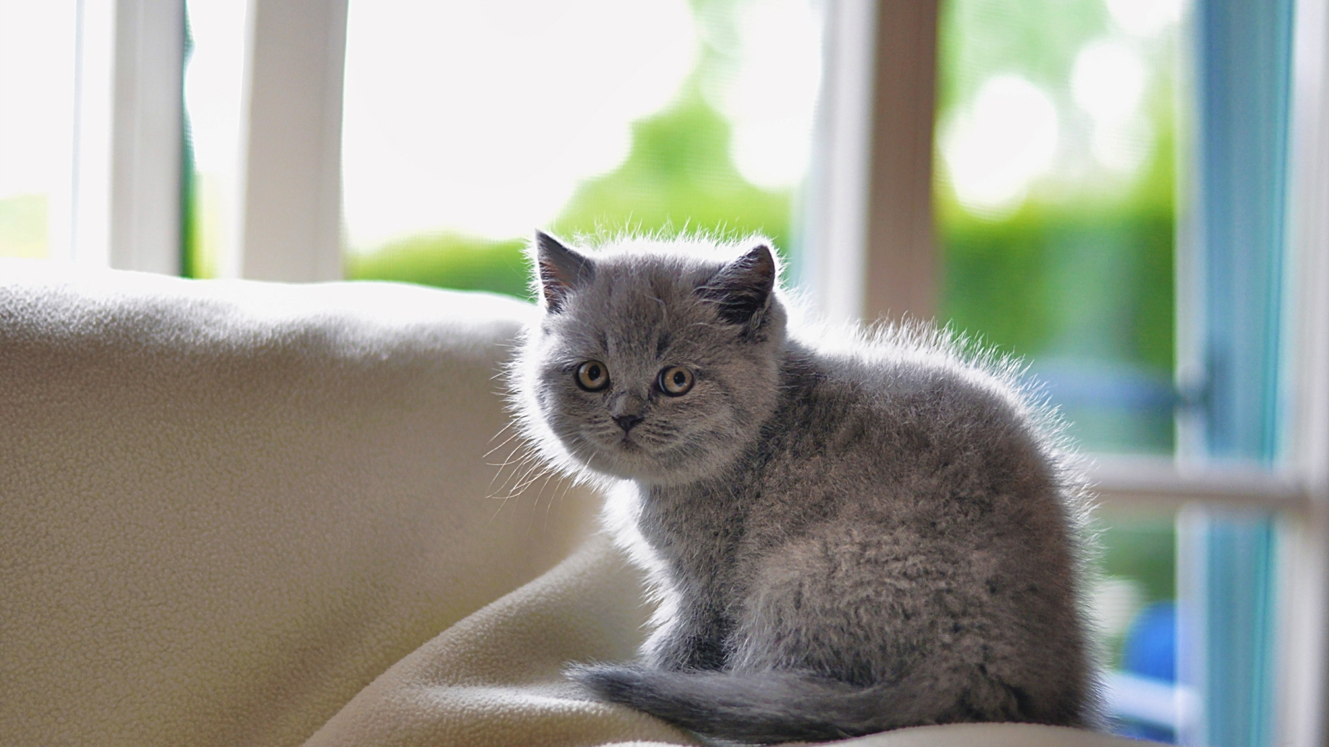 Серый маленький испуганный кот