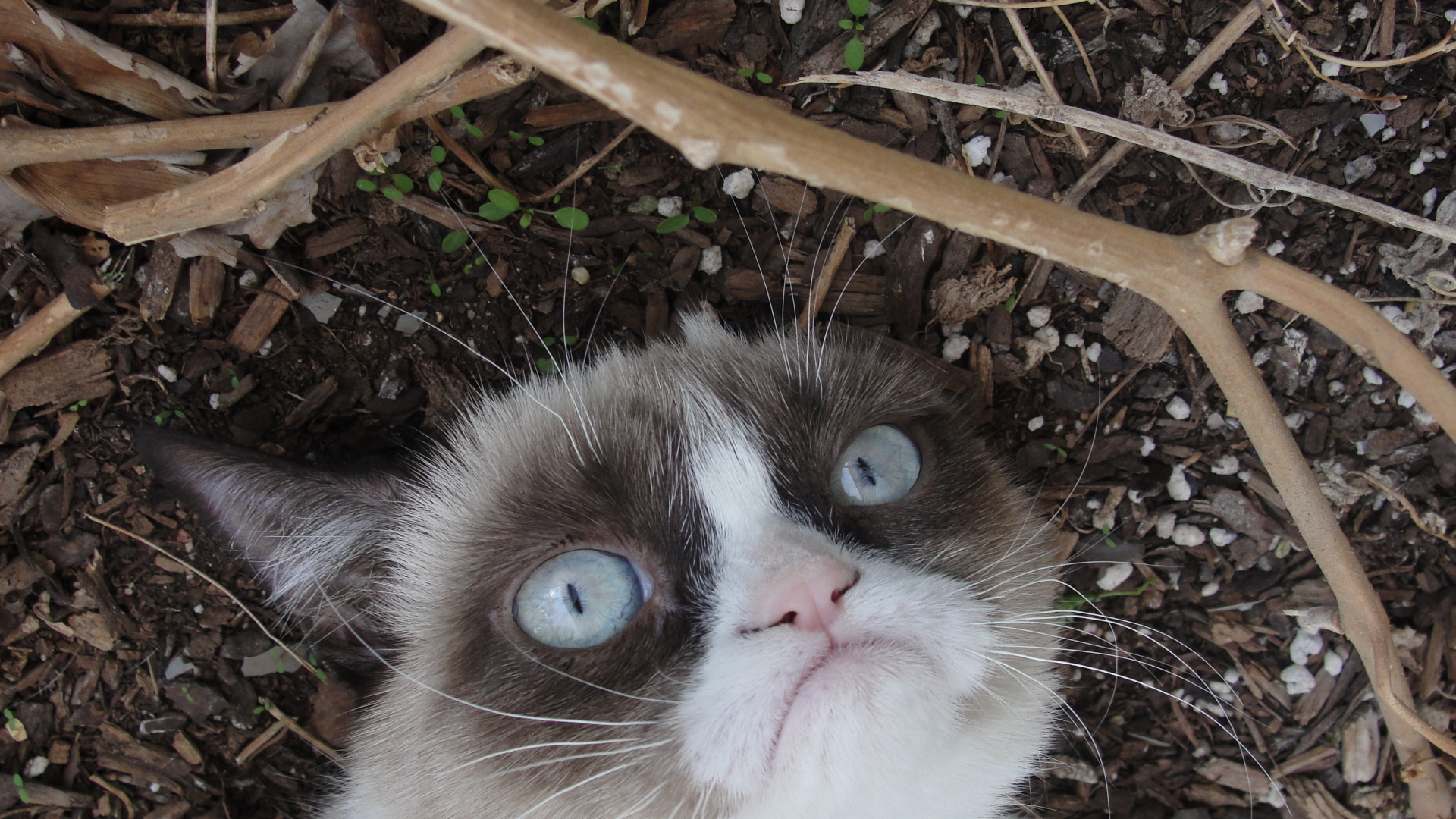 Grumpy cat на земле