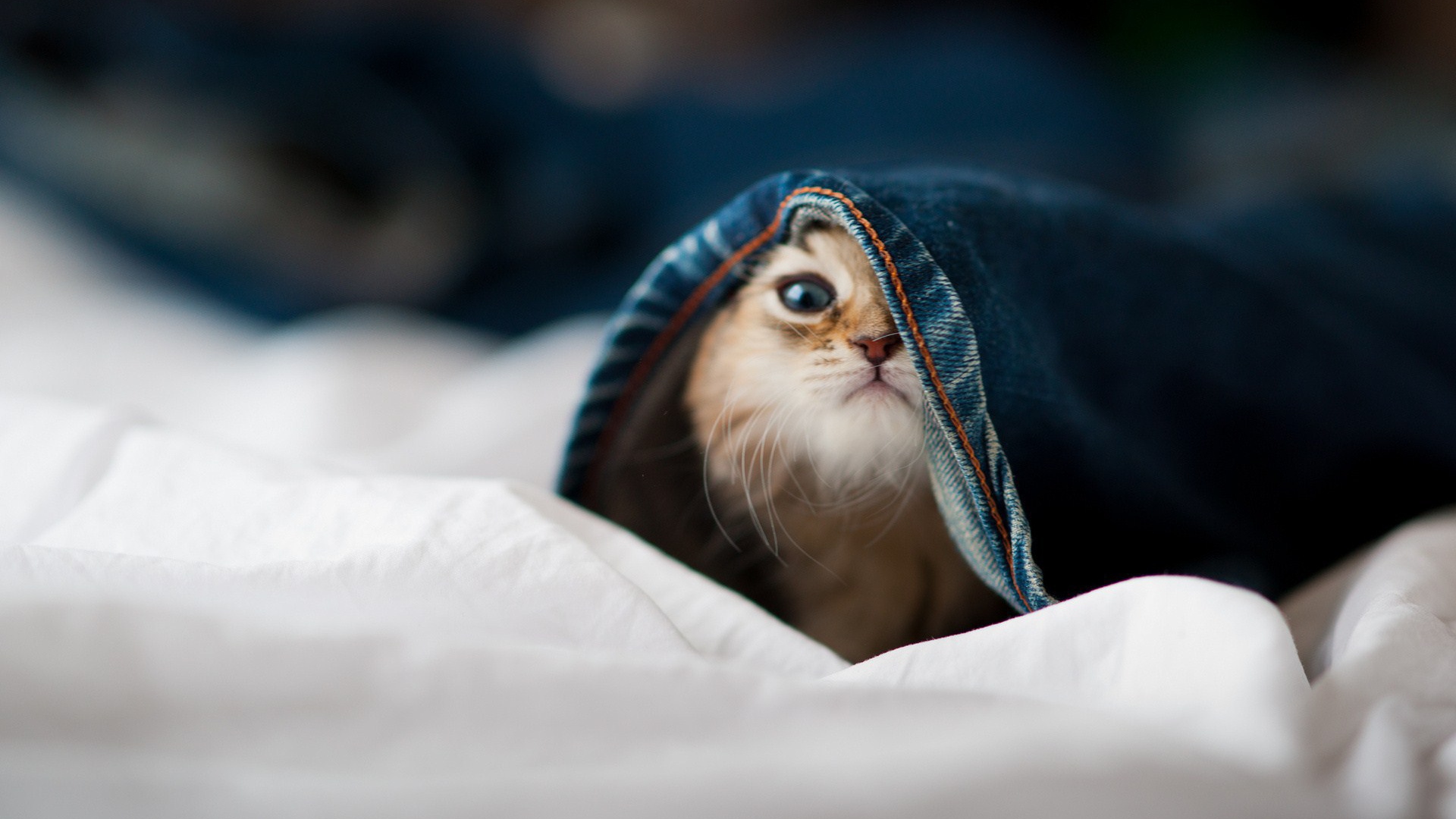 Малыш кот залез в штаны